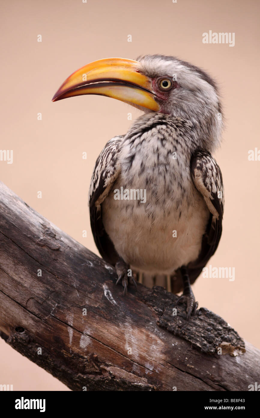 Southern Yellow-billed Hornbill Tockus leucomelas In Kruger National Park, South Africa Stock Photo