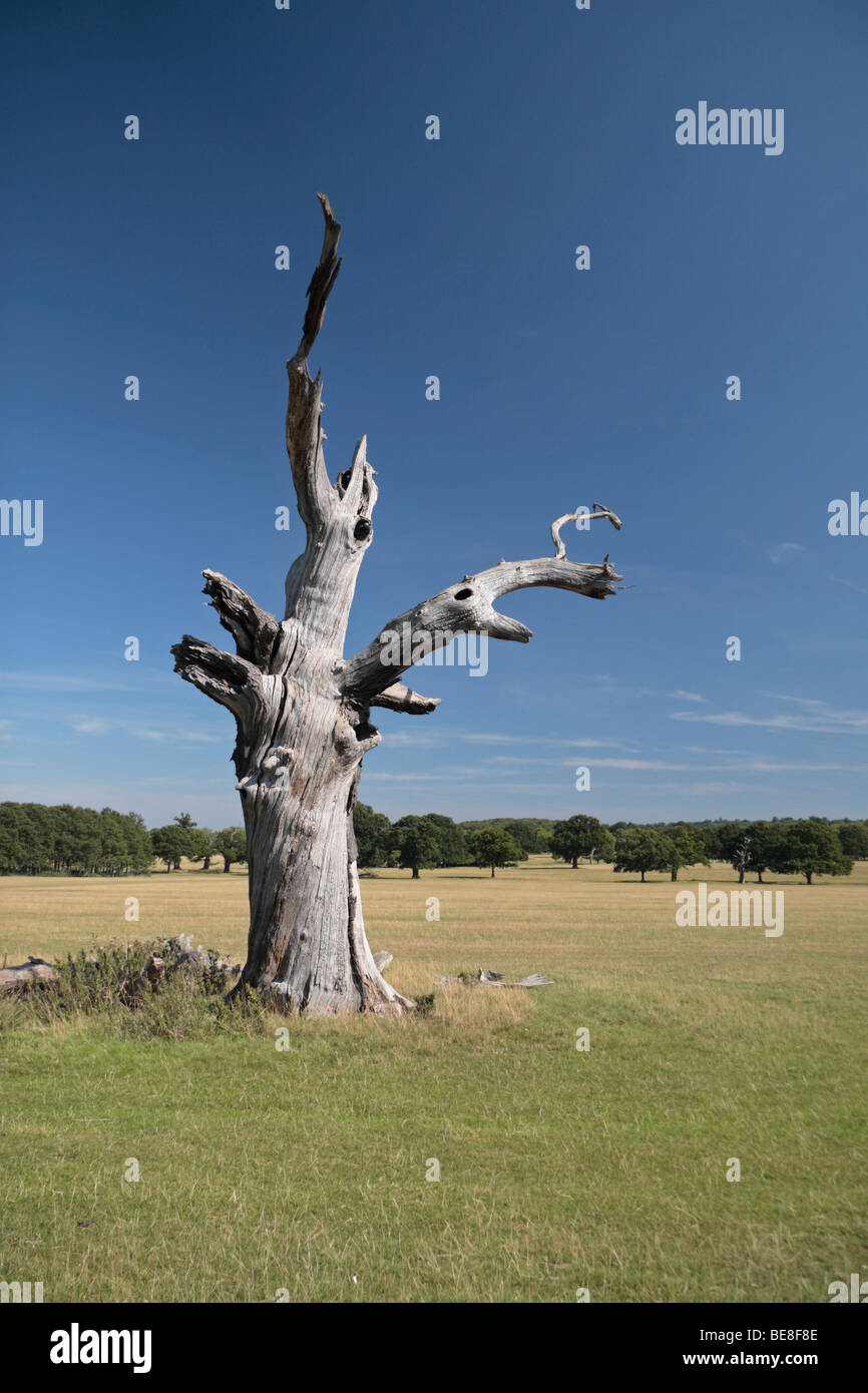 Dead tree windsor great park hi-res stock photography and images
