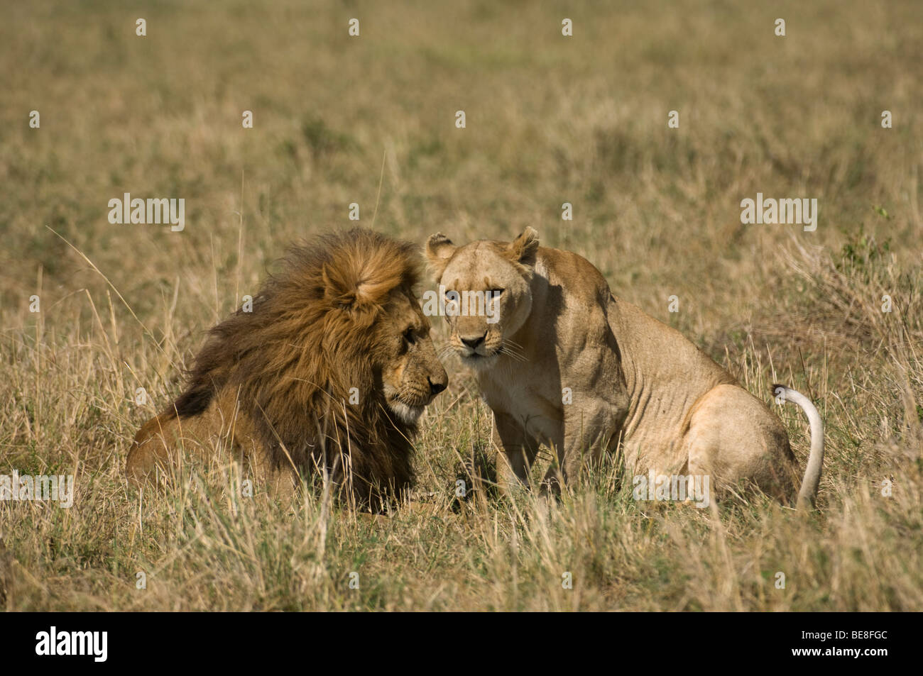 Mating pair lions panthero leo hi-res stock photography and images - Alamy