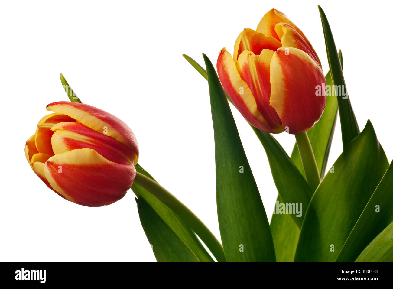 yellow and red tulips isolated on a white background Stock Photo - Alamy