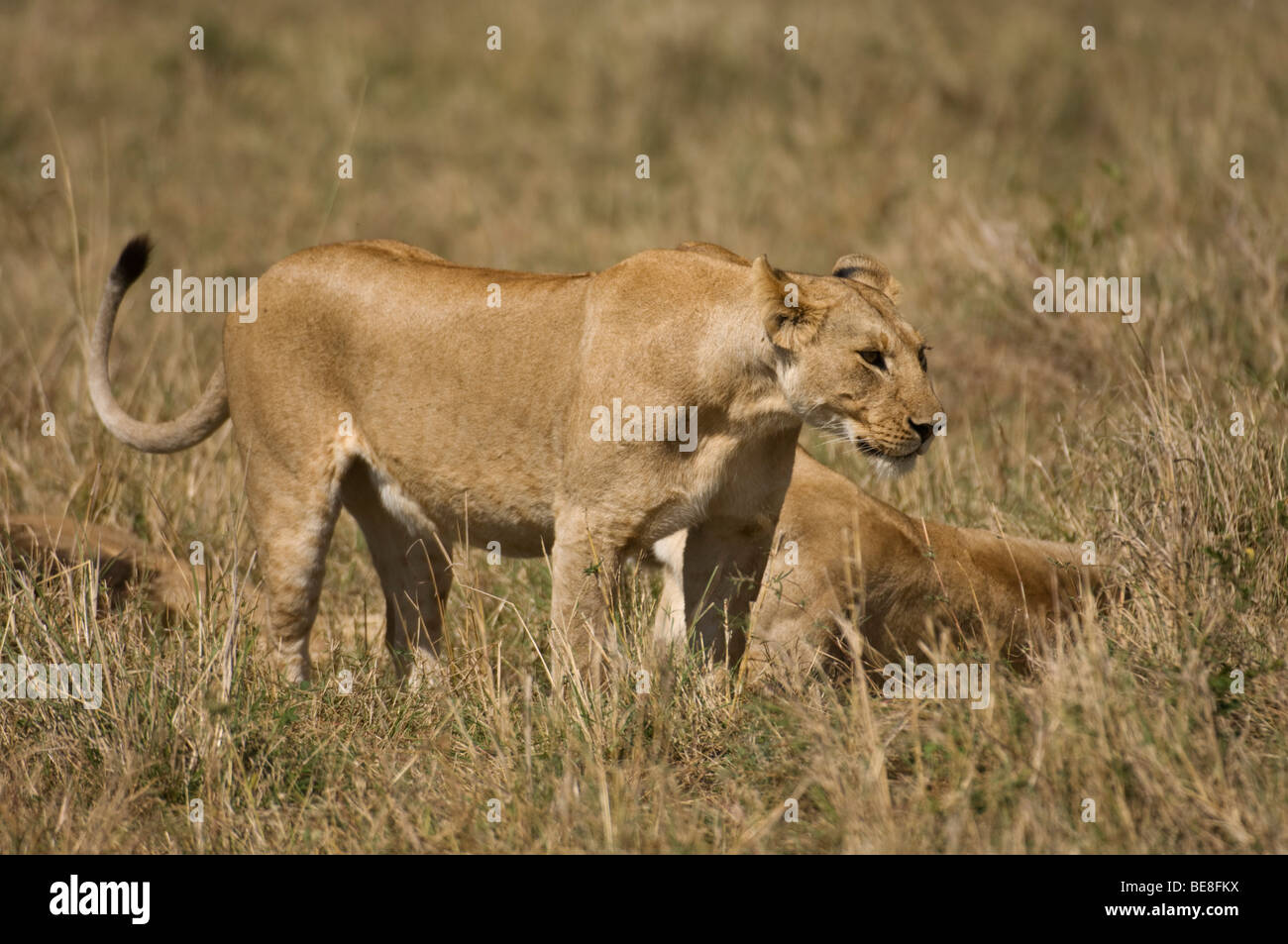 Lion (Panthero leo), Maasai Mara National Reserve, Kenya Stock Photo ...