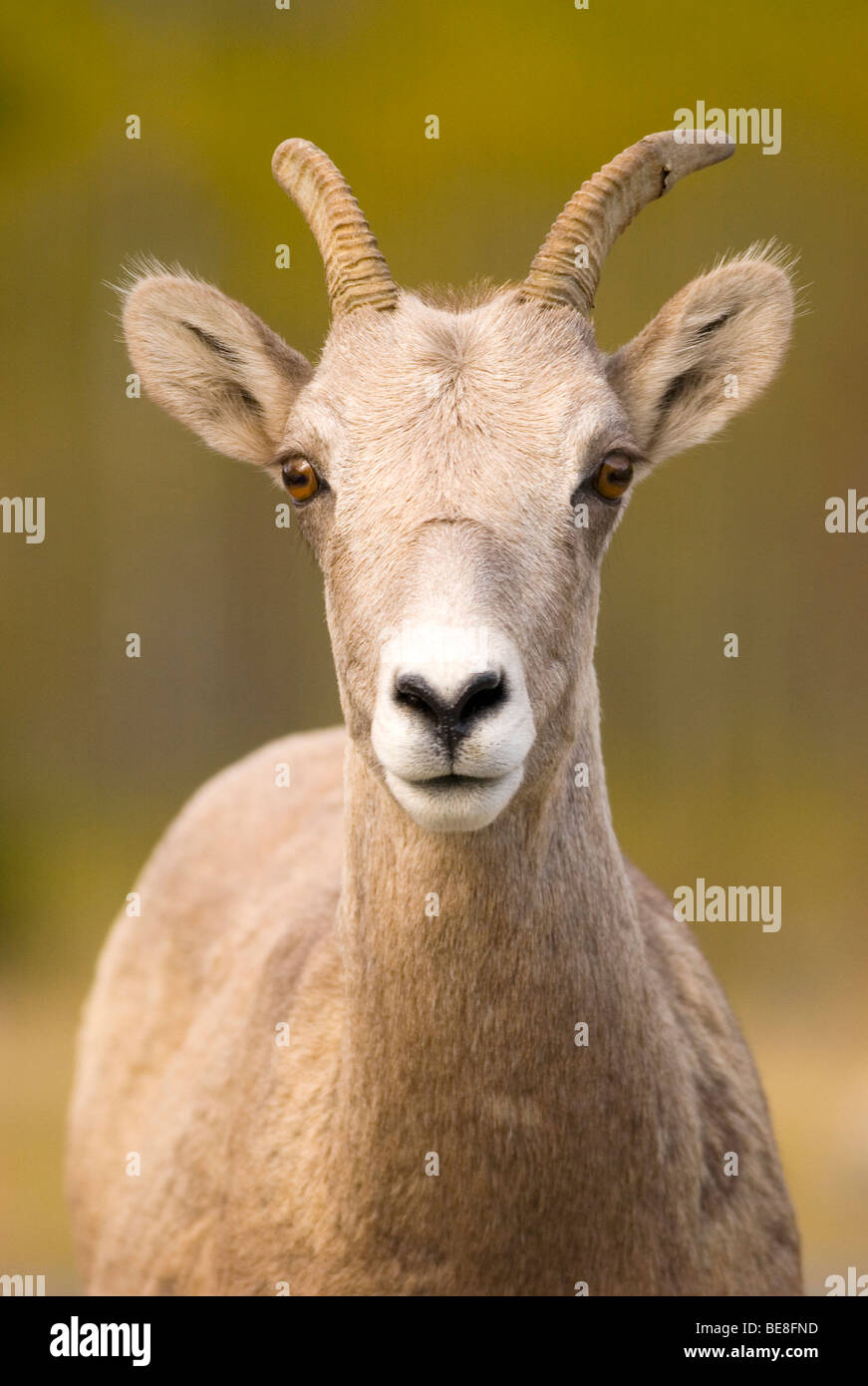 Bighorn sheep portrait; Dikhoornschaap portret Stock Photo