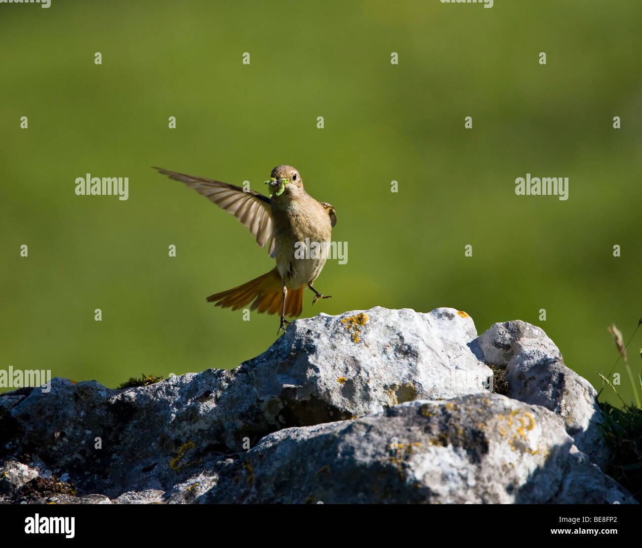 A female redstart alighting near to its nest with a beak full of insects Stock Photo