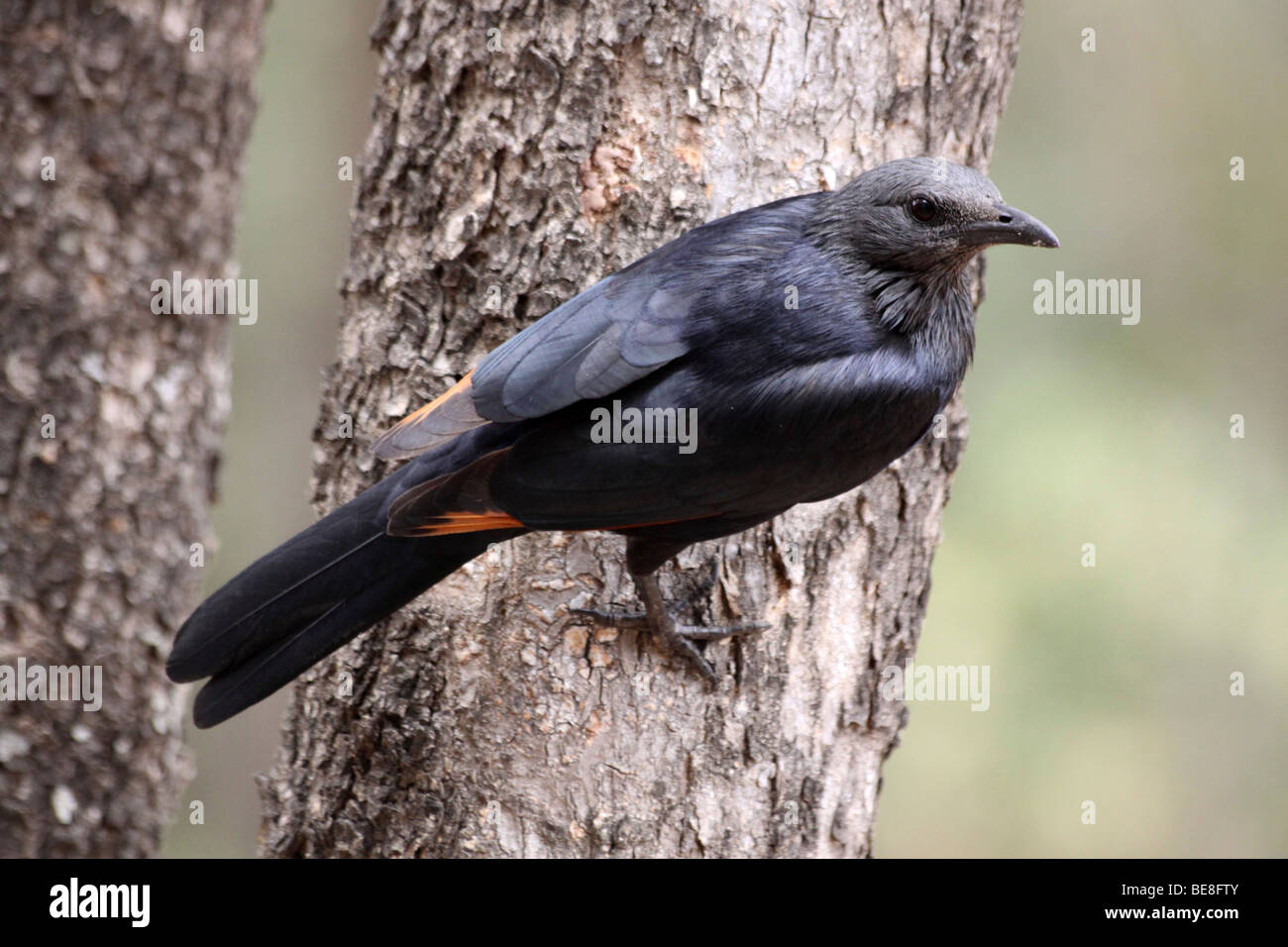 Female Red-winged Starling Onychognathus morio In The Kruger National Park, South Africa Stock Photo
