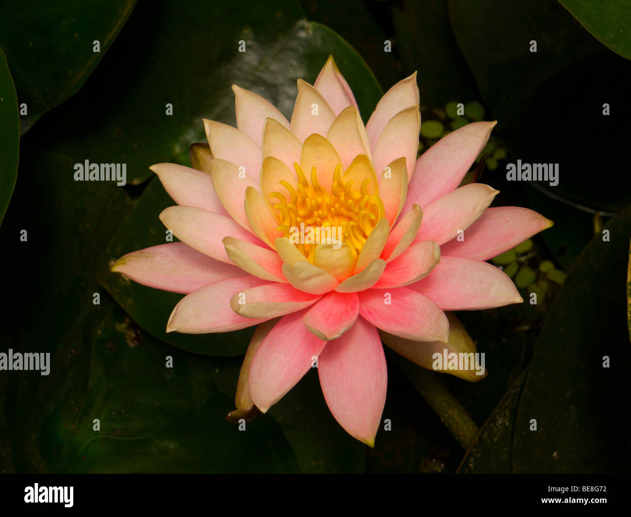Orange water lily Stock Photo
