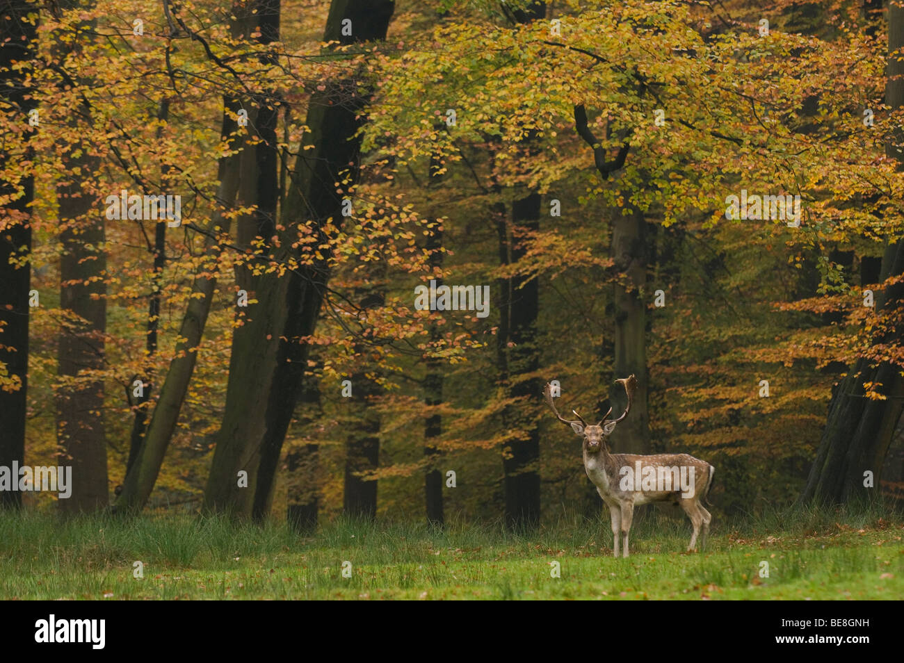 Dama Dama; Damhert; Fallow deer; Damhirsch Stock Photo