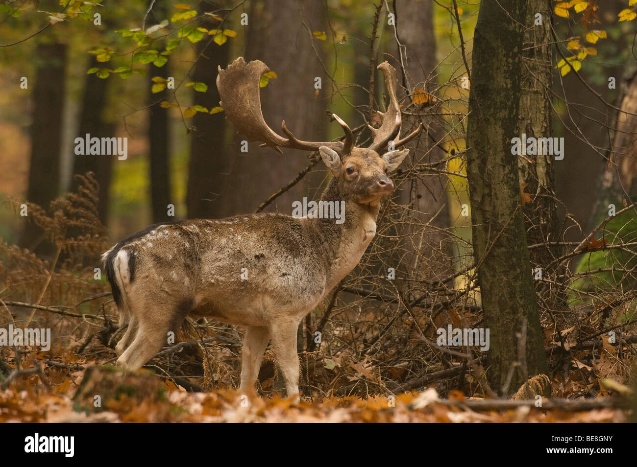 Dama Dama; Damhert; Fallow deer; Damhirsch Stock Photo