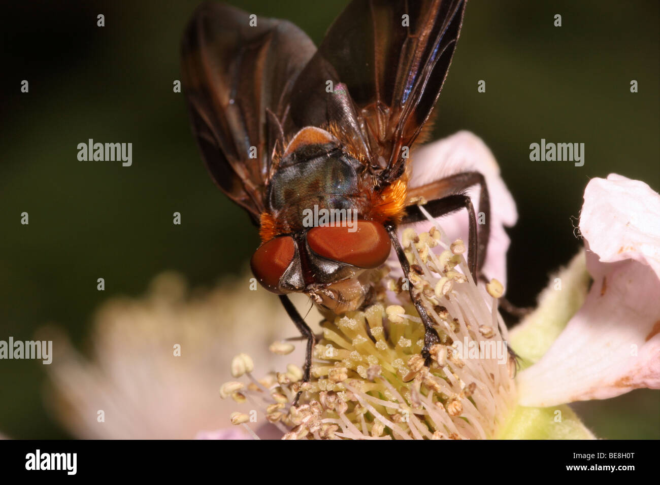 Parasite fly (Alophora hemiptera : Tachinidae) female on blackberry flowers, UK. Stock Photo