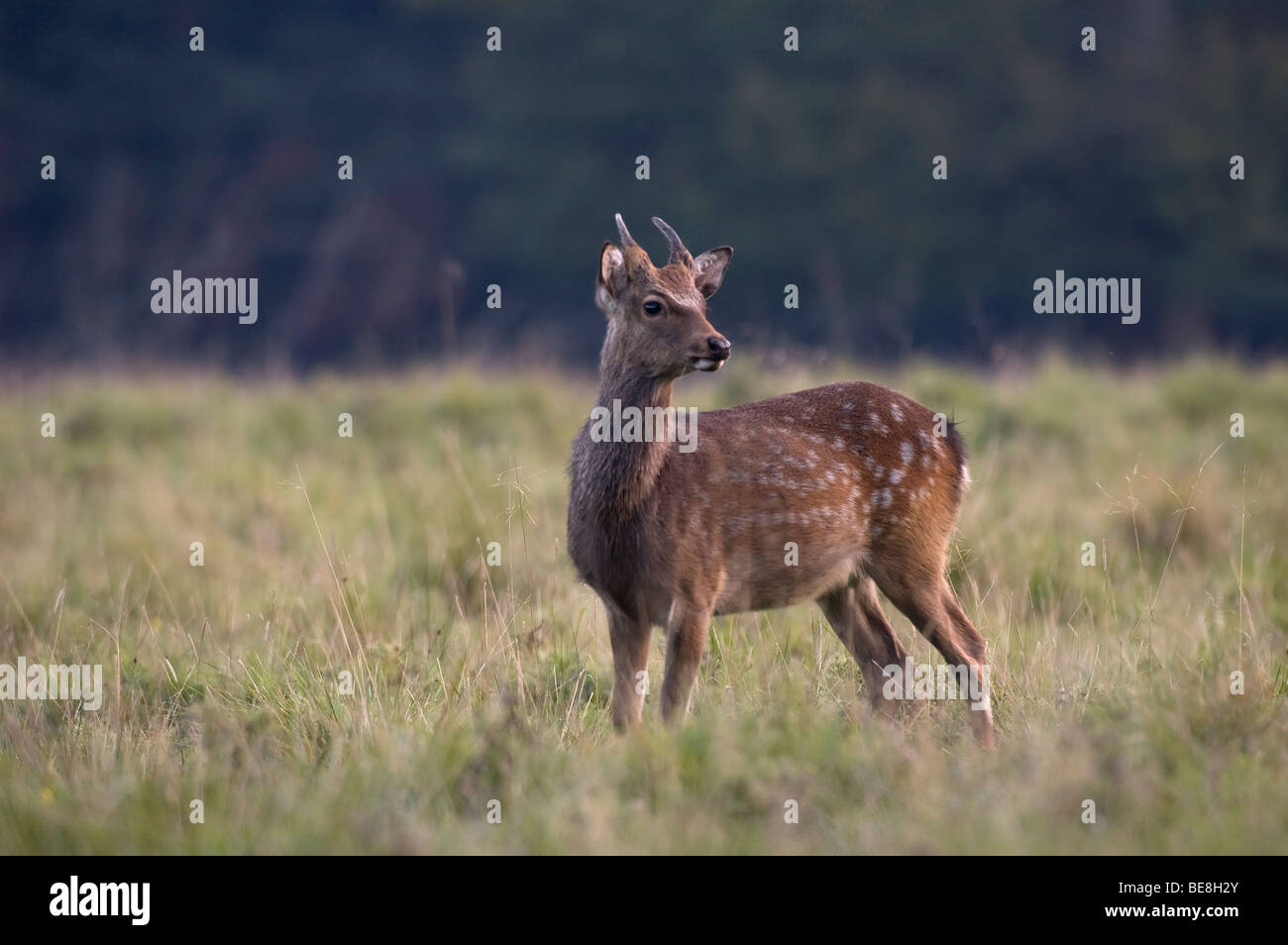 Sika Deer; Sikahert; Cervis nippon; Stock Photo