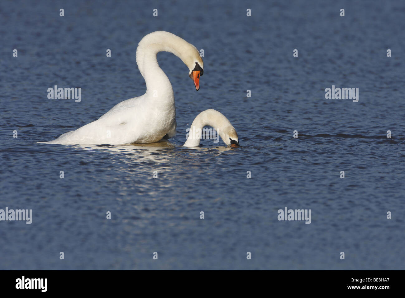 Knobbelzwanen pring; Mute Swans mating Stock Photo Alamy