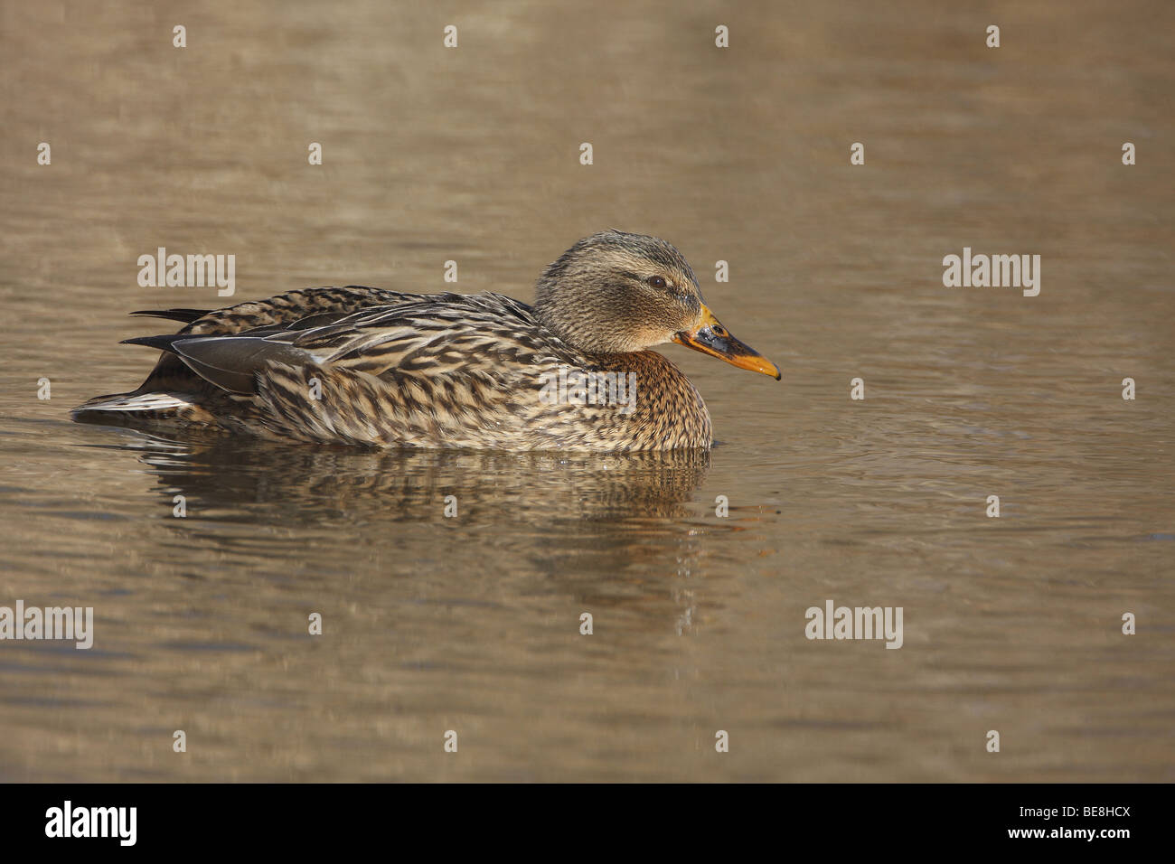 Wilde Eend vrouwtje; Mallard female Stock Photo - Alamy