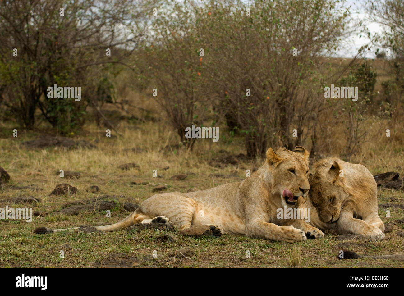 Lion (Panthero leo), Maasai Mara National Reserve, Kenya Stock Photo ...