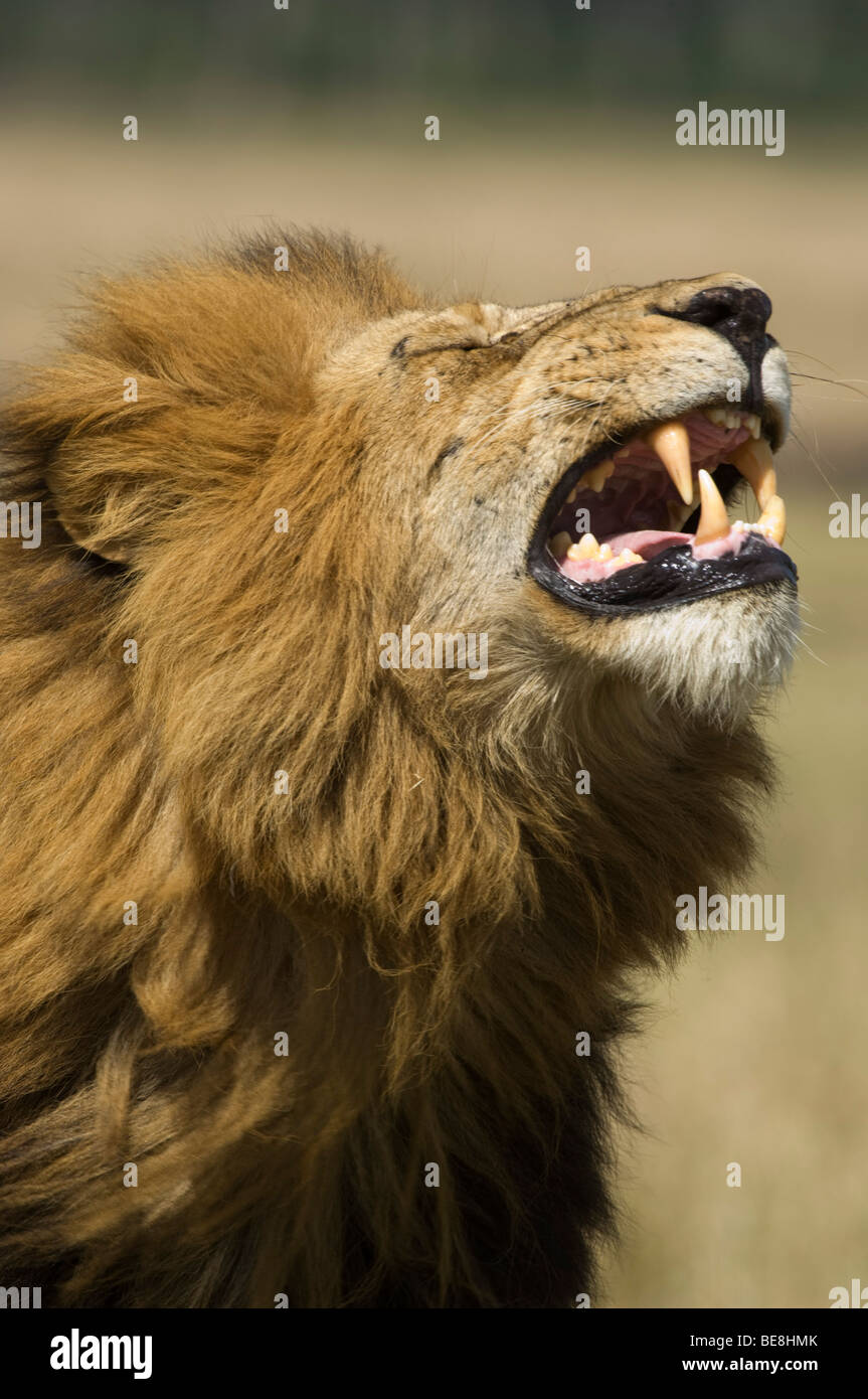 Lion (Panthero leo), Maasai Mara National Reserve, Kenya Stock Photo ...