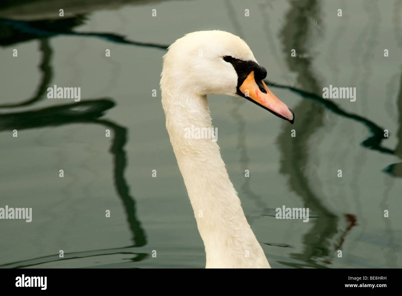swan swimming in a marina Stock Photo