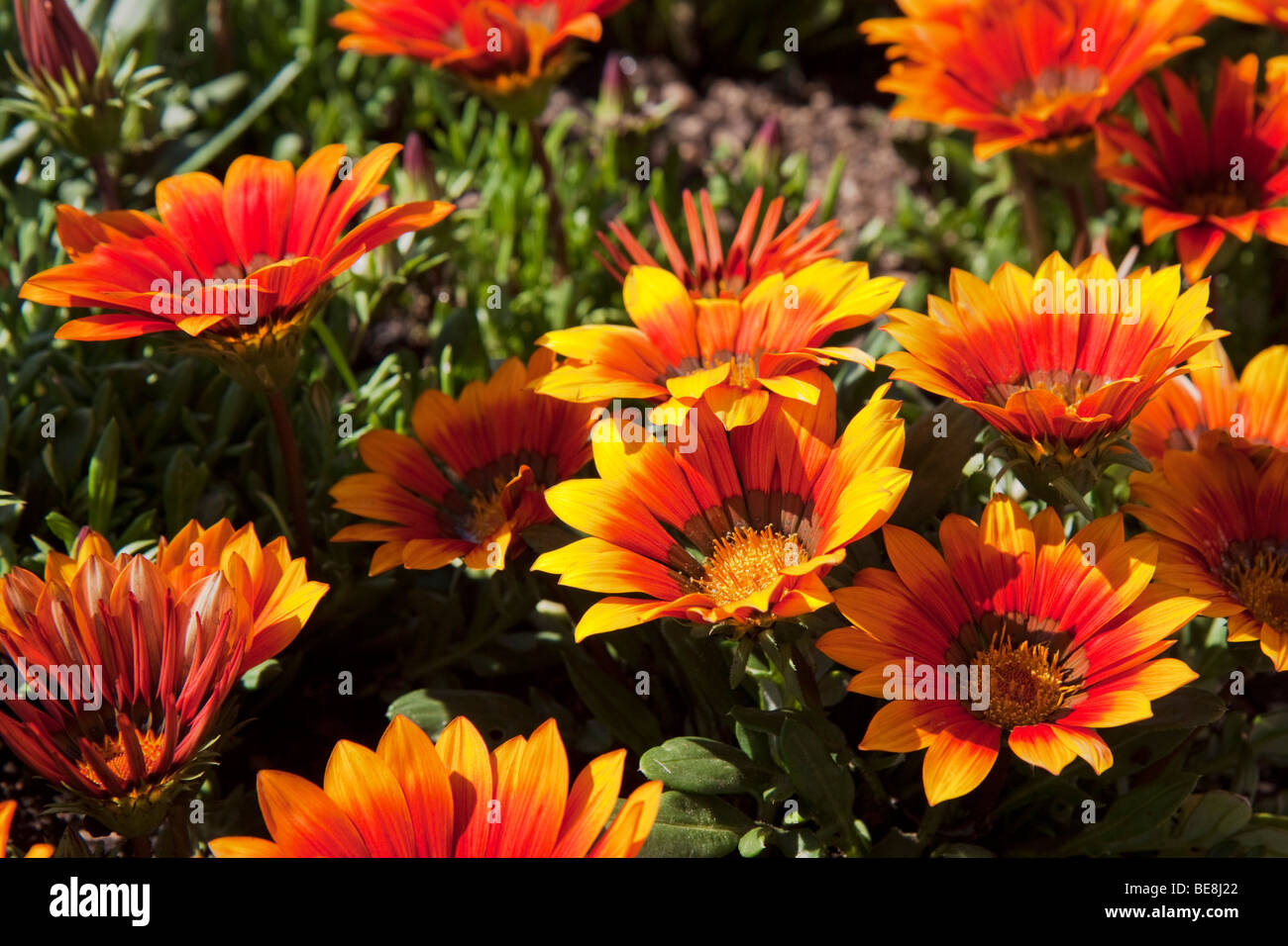 Red and yellow African Daisies. Family: Asteraceae, Genus: Venidium, 20 to 30 species. South Africa. Stock Photo