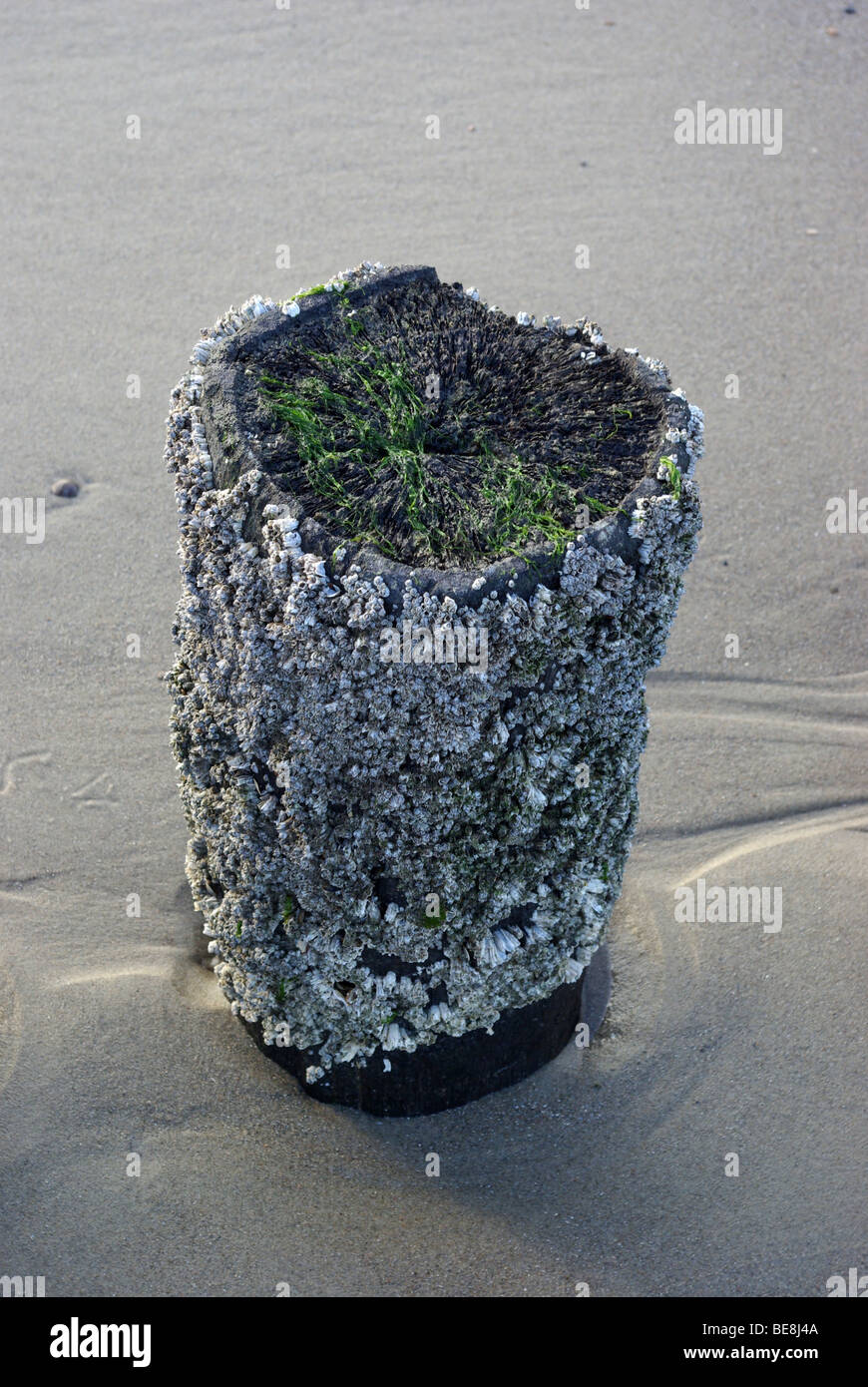 Strandpaal vol zeepokken en zeesla bij eb op het strand; Range pile full Sessilia and Green alga Stock Photo