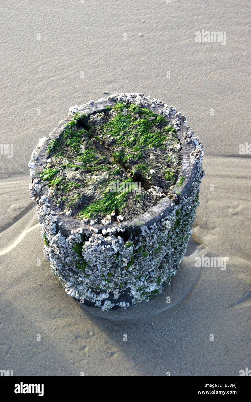Strandpaal vol zeepokken en zeesla bij eb op het strand; Range pile full Sessilia and Green alga Stock Photo