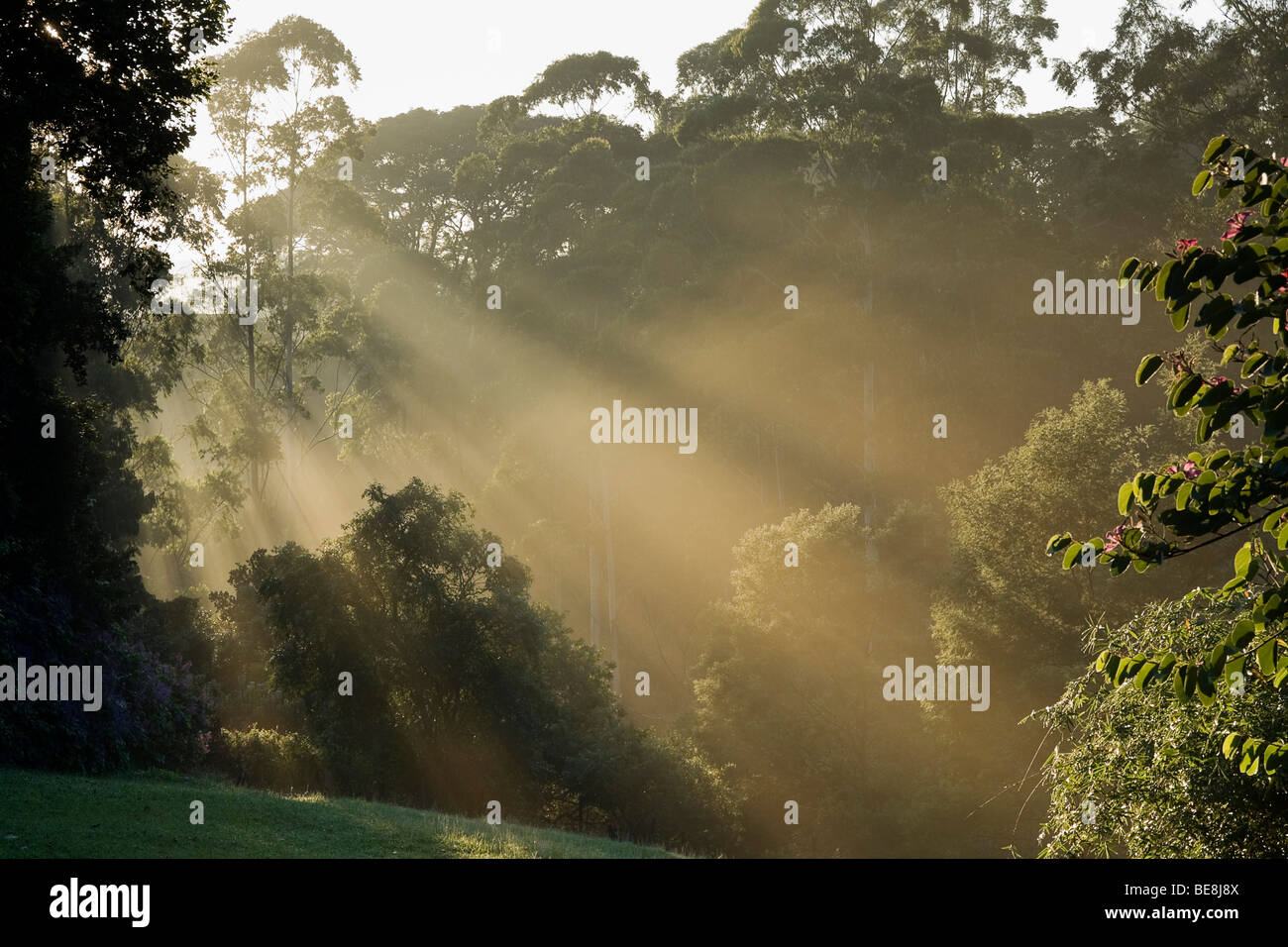 Shafts of sunlight visible through trees at dawn. Durban, KwaZulu Natal, South Africa. Stock Photo