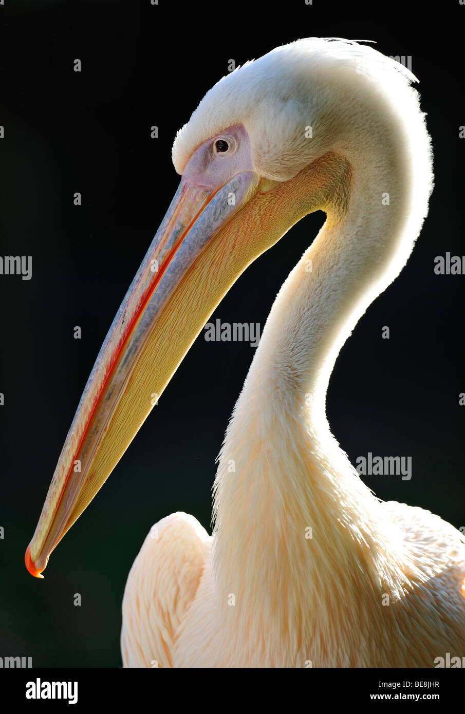 White Pelican (Pelecanus onocrotalus), portrait Stock Photo