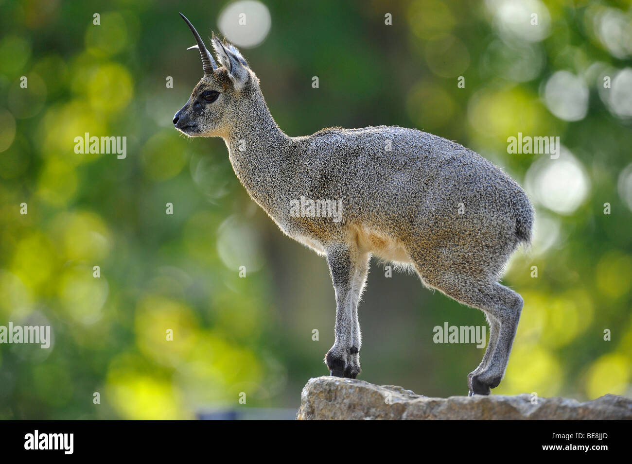 Antilope klipspringer hi-res stock photography and images - Alamy