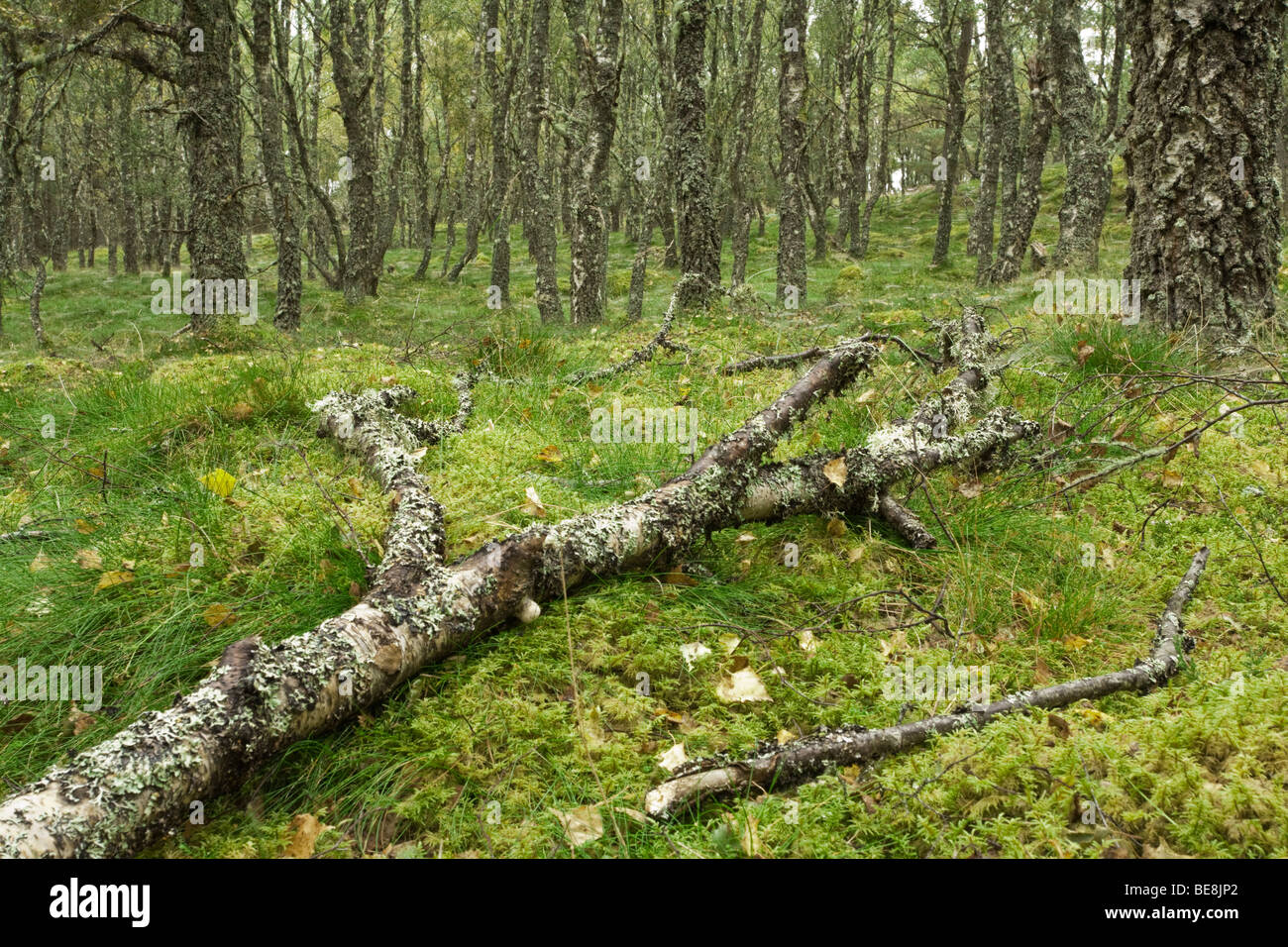 Rotting branch of silver birch tree in forest in Boat of Garten