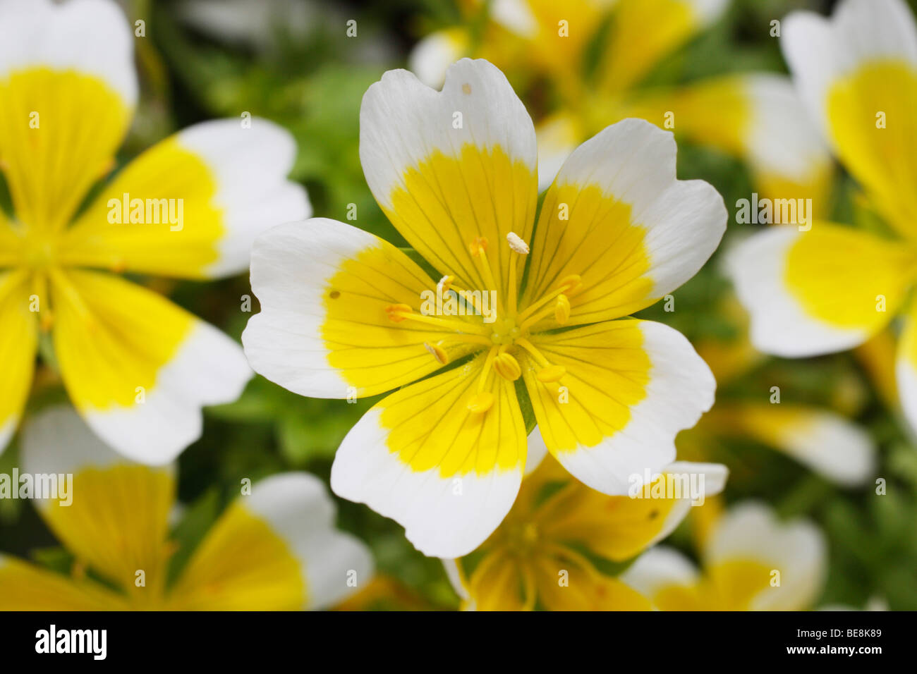 Close up of the poached egg plant (Limnanthes douglasii) flower. Stock Photo