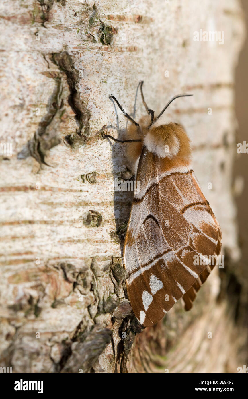 Vrouwtje van de gevlamde vlinder; Female Kentish Glory Stock Photo