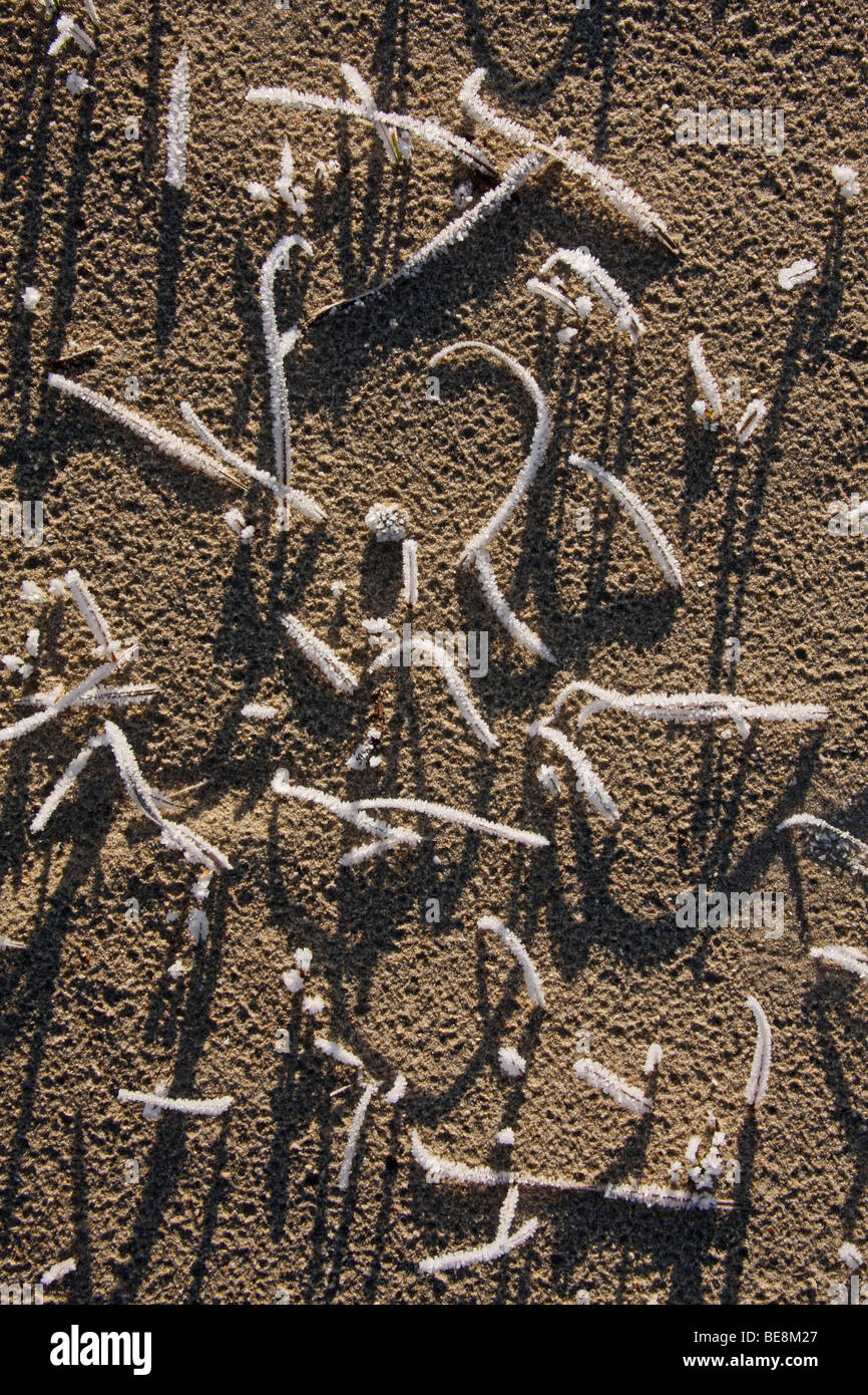 berijpte bladeren van zandzegge met hun schaduw in het kale zand Stock Photo
