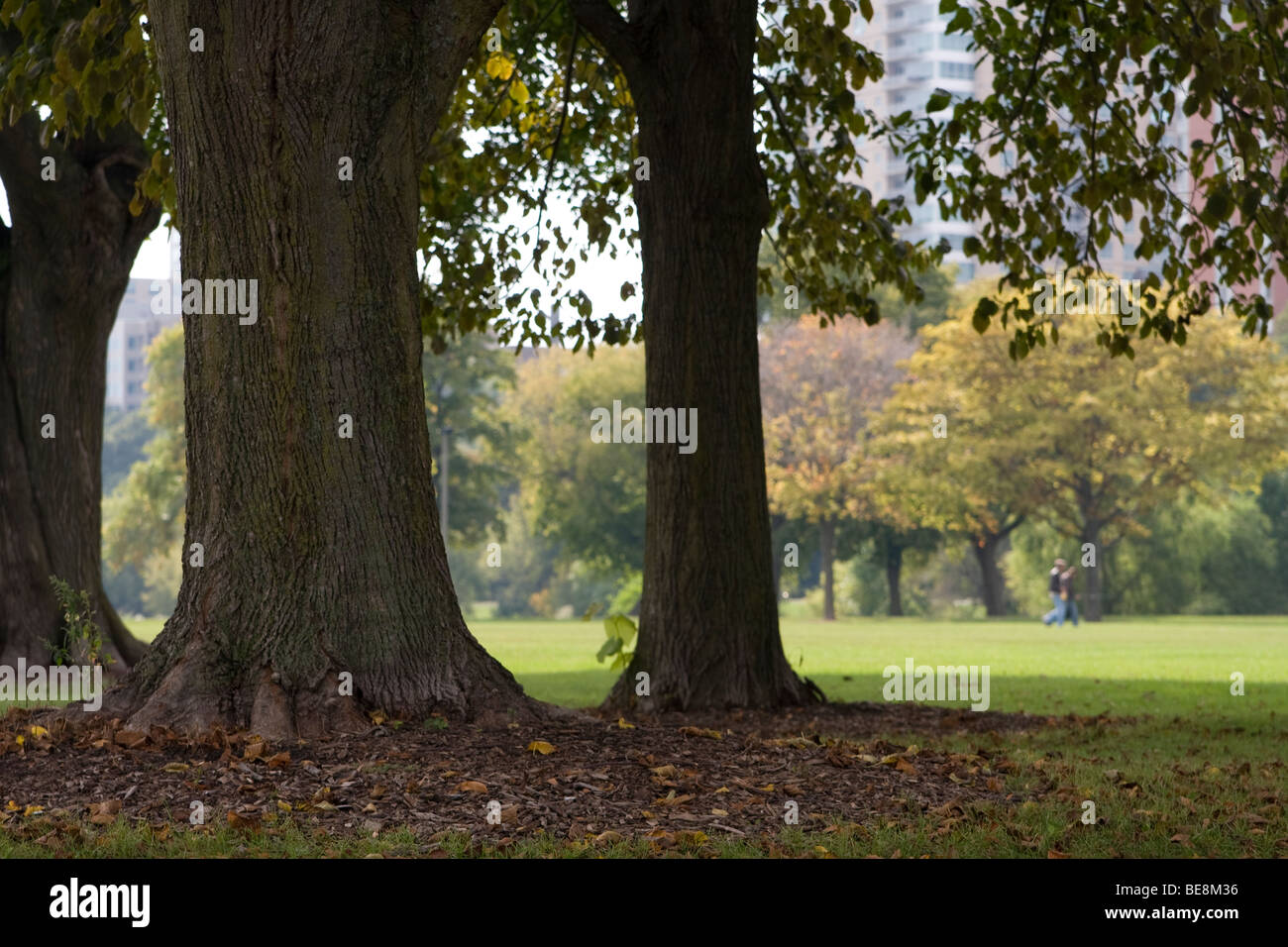 Trees provide shade on a pleasant fall afternoon at a park in Milwaukee