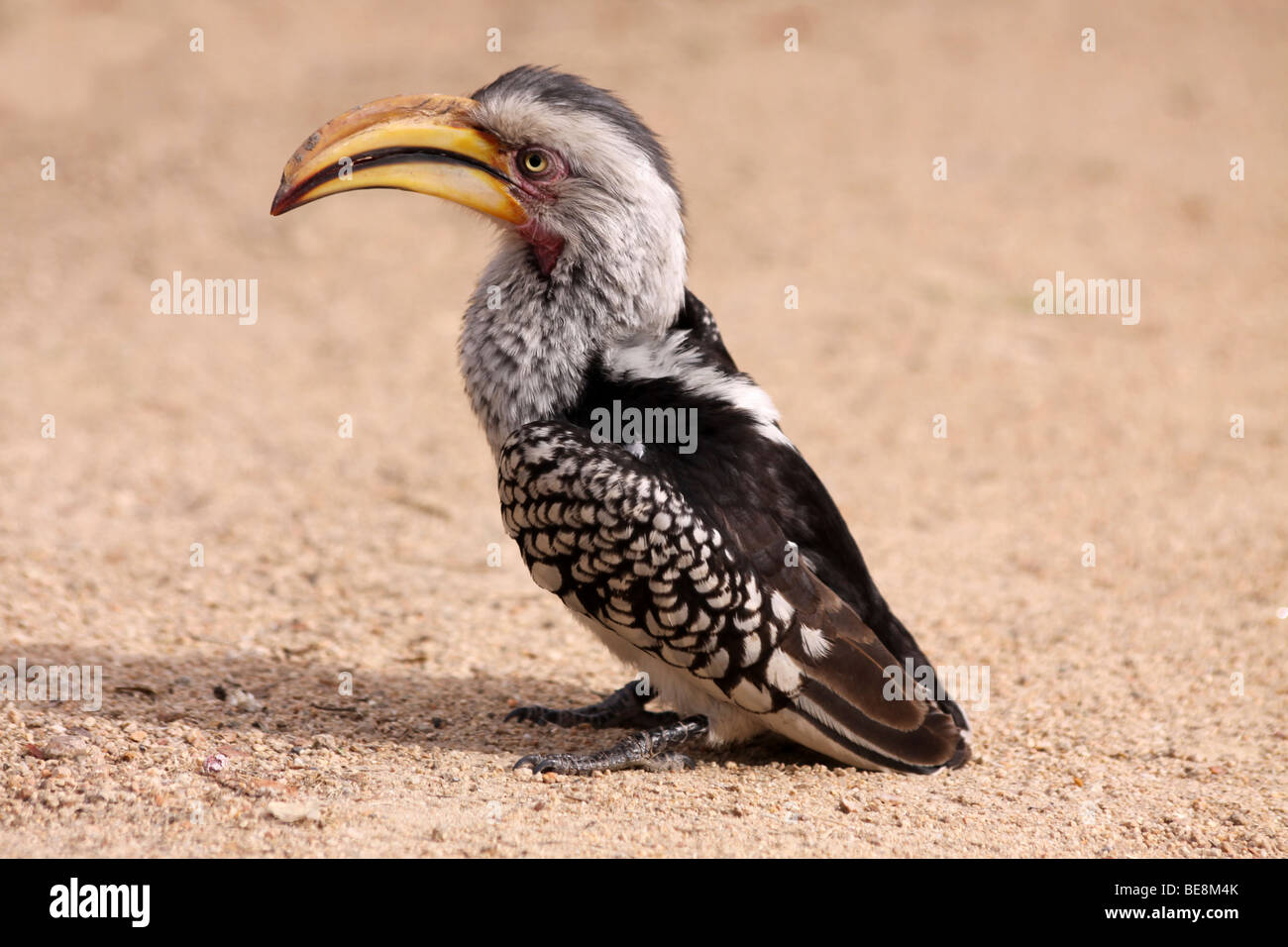 Southern Yellow-billed Hornbill Tockus leucomelas Standing On Ground In Kruger National Park, South Africa Stock Photo