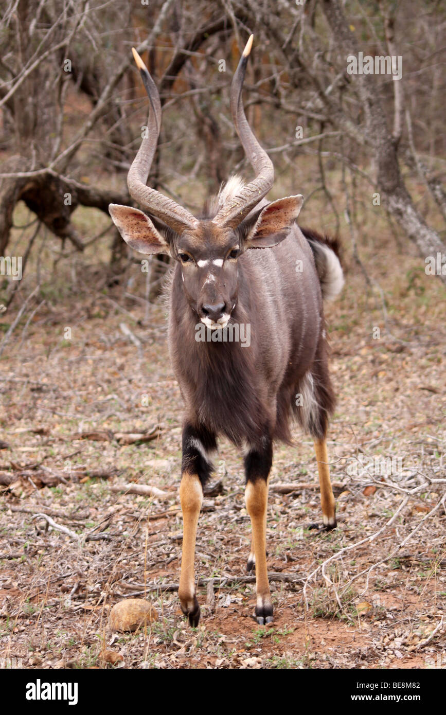 Male Nyala Tragelaphus angasii Walking Towards Camera In Mkuze Game Reserve, South Africa Stock Photo