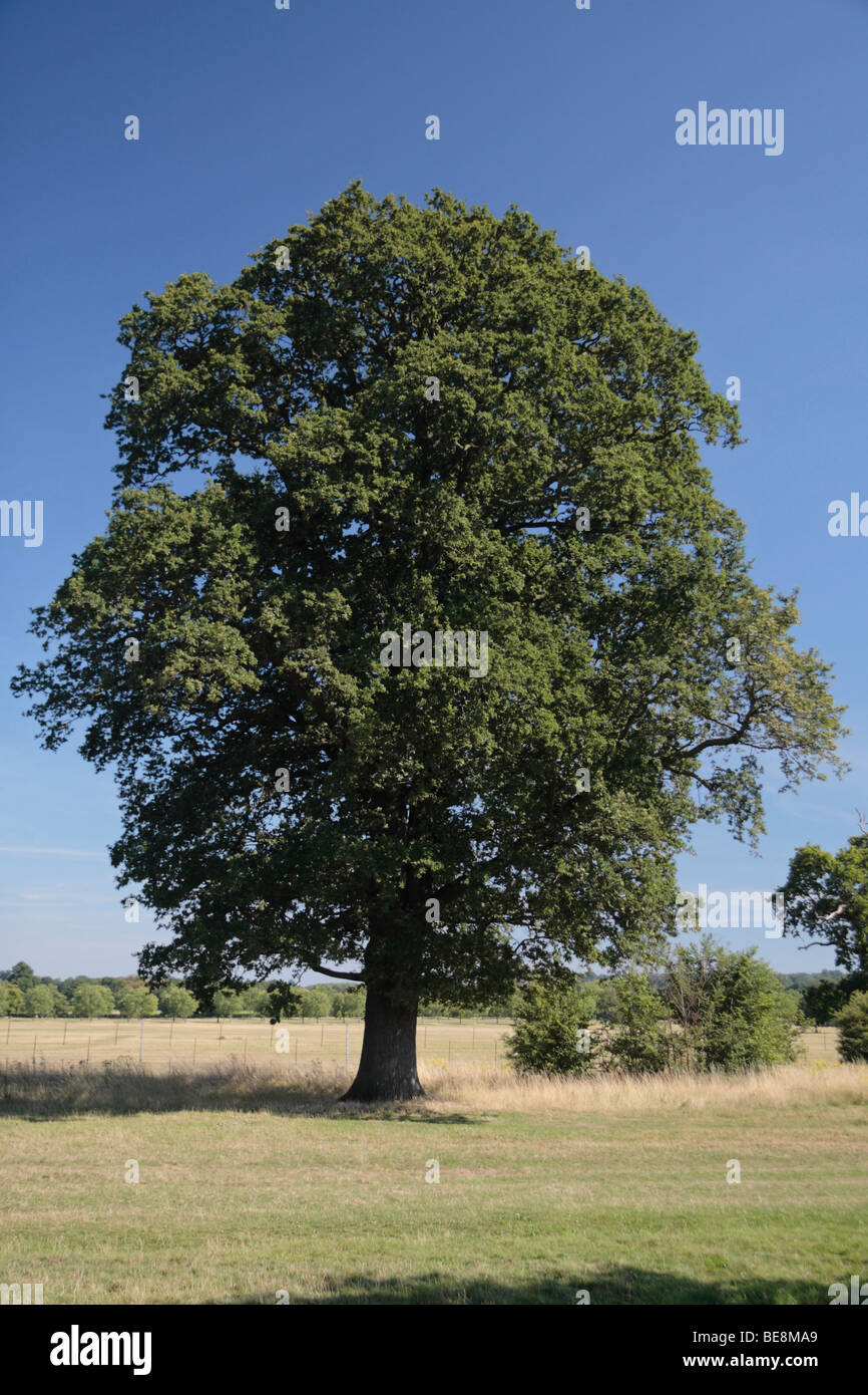 A mature oak tree on Queen Anne's Ride, close to Windsor Castle