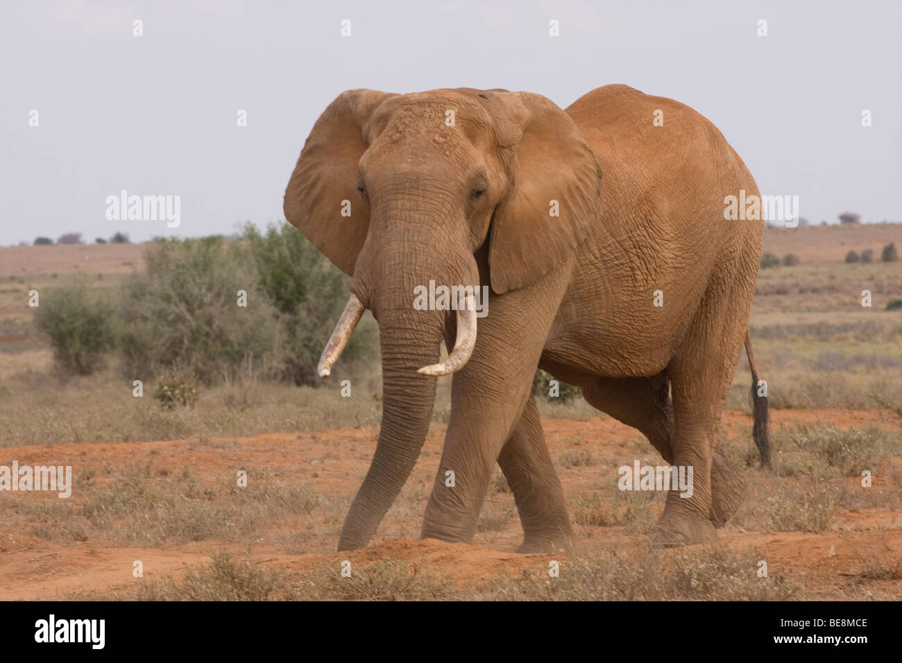 A large African elephant with tusks walking on red soil and sand