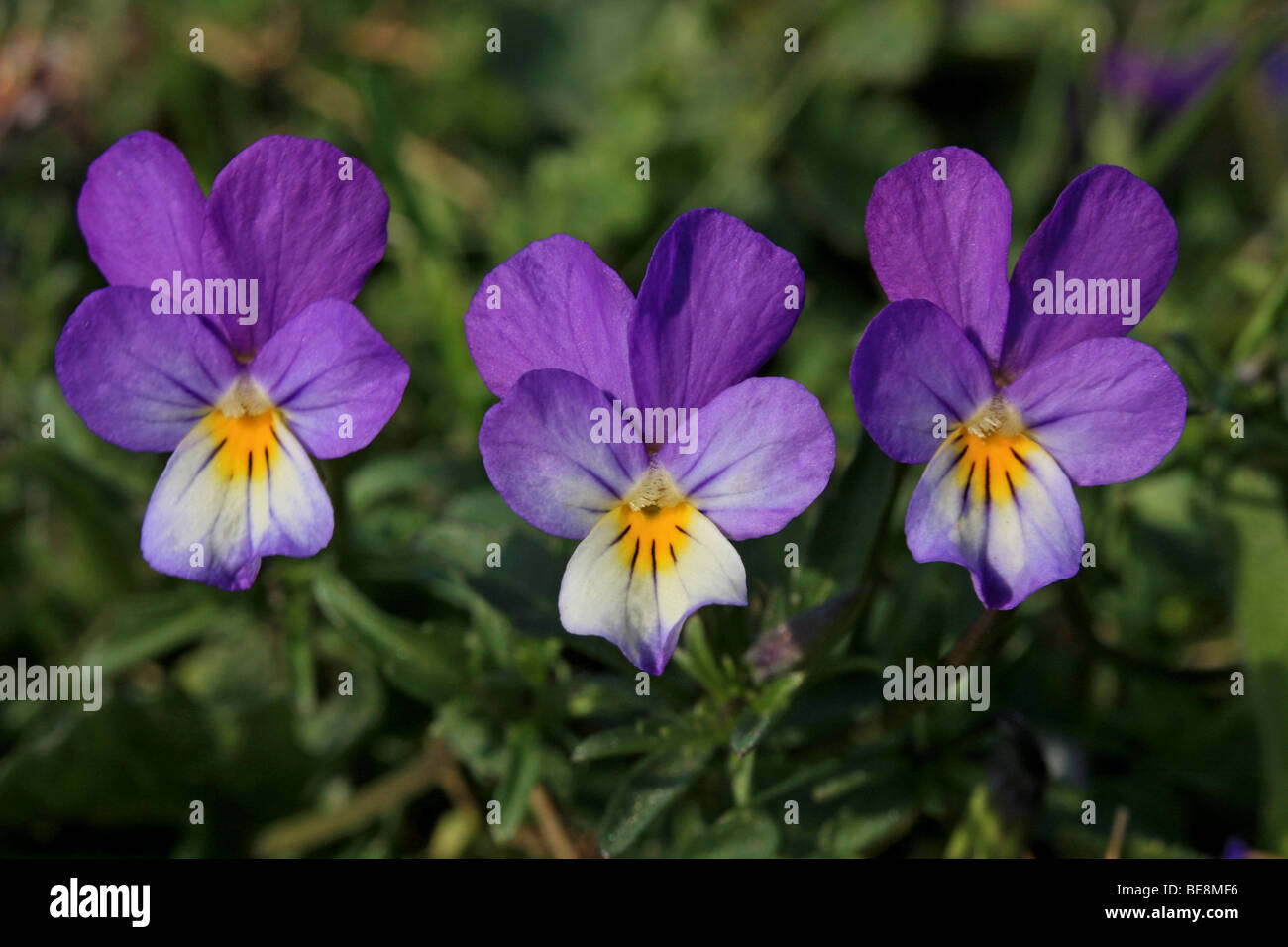 close-up van 3 bloemen Stock Photo