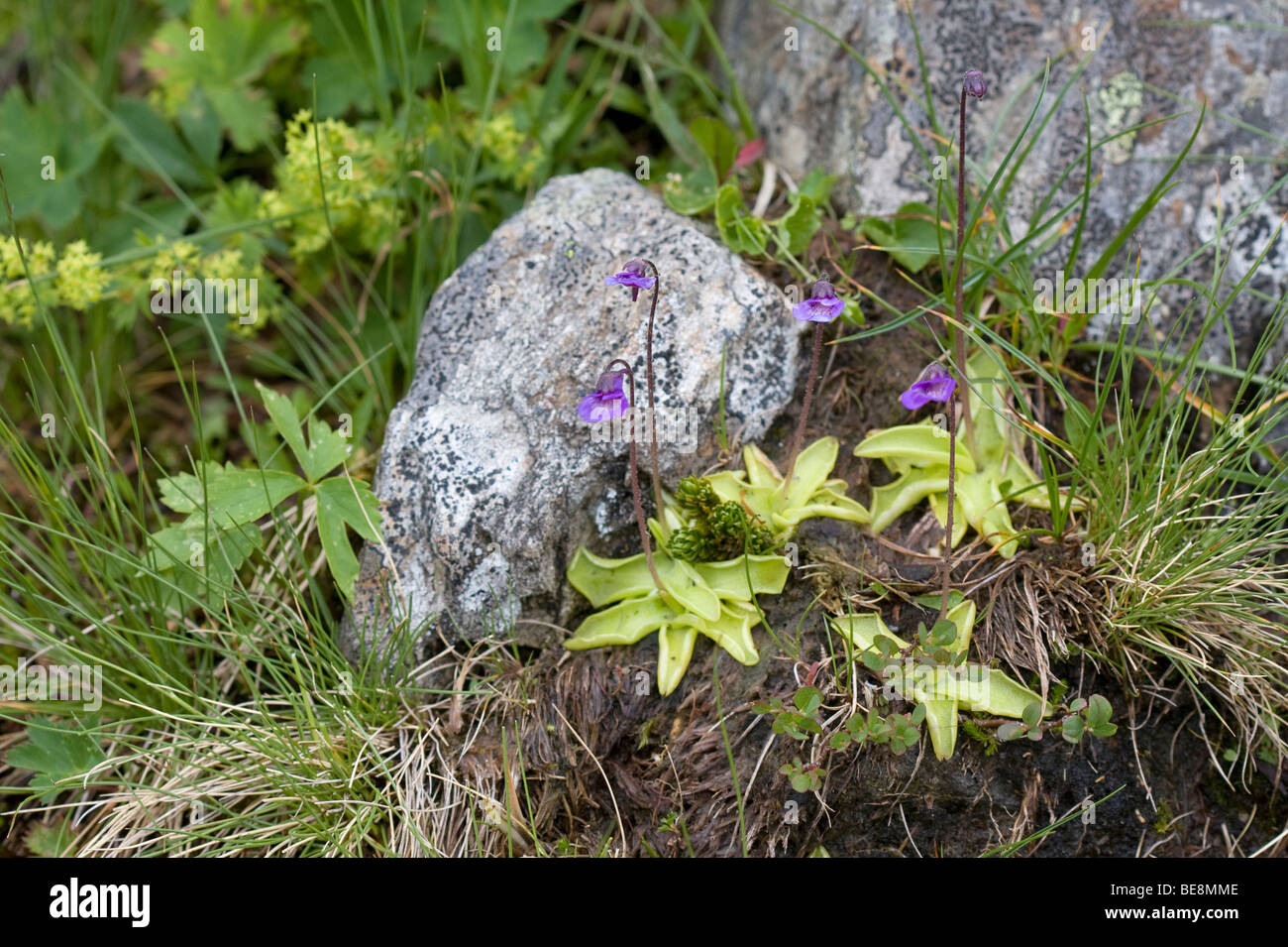 Vetblad; Common Butterwort Stock Photo
