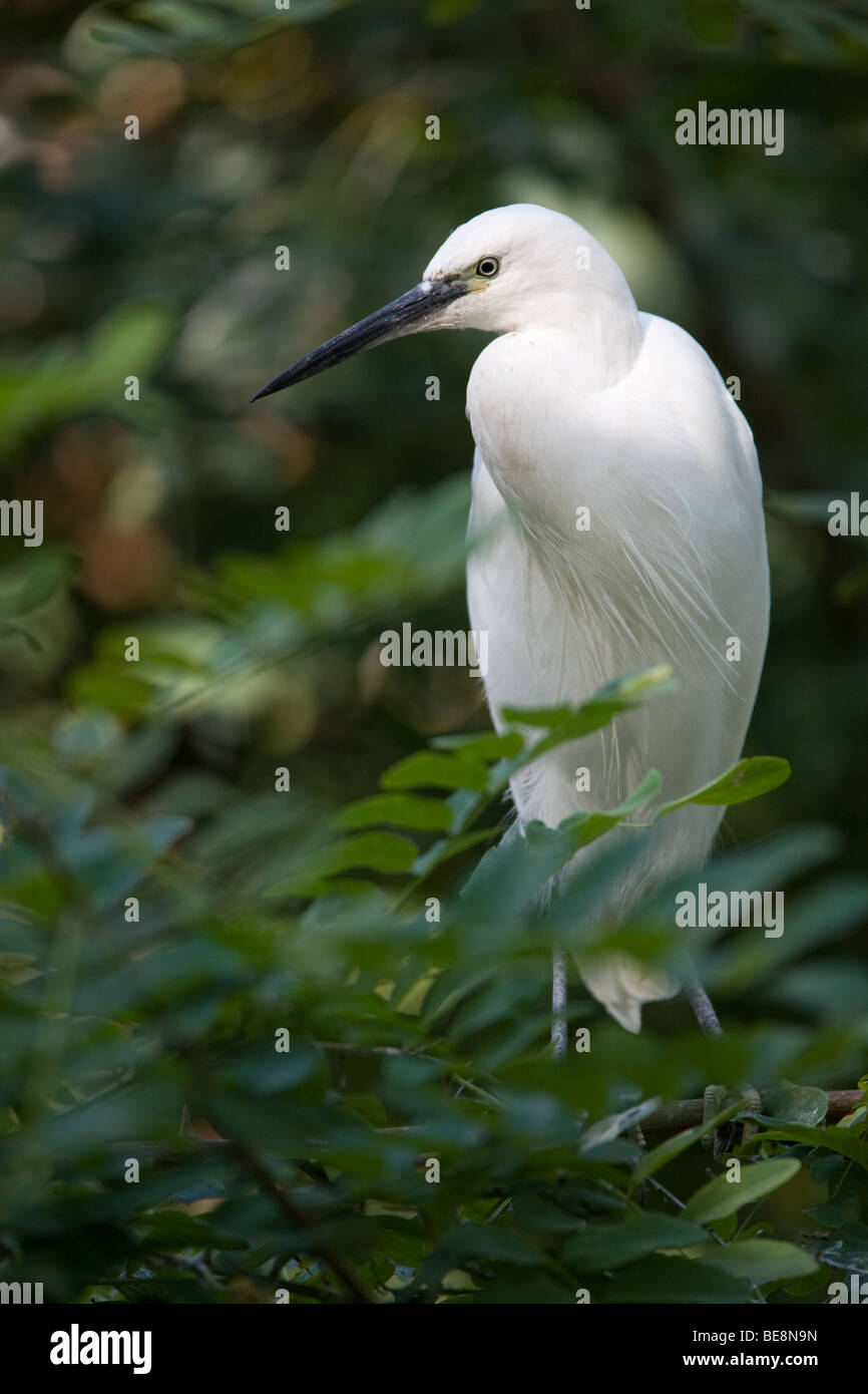 Little egret sitting on a tree - Egretta garzetta Stock Photo