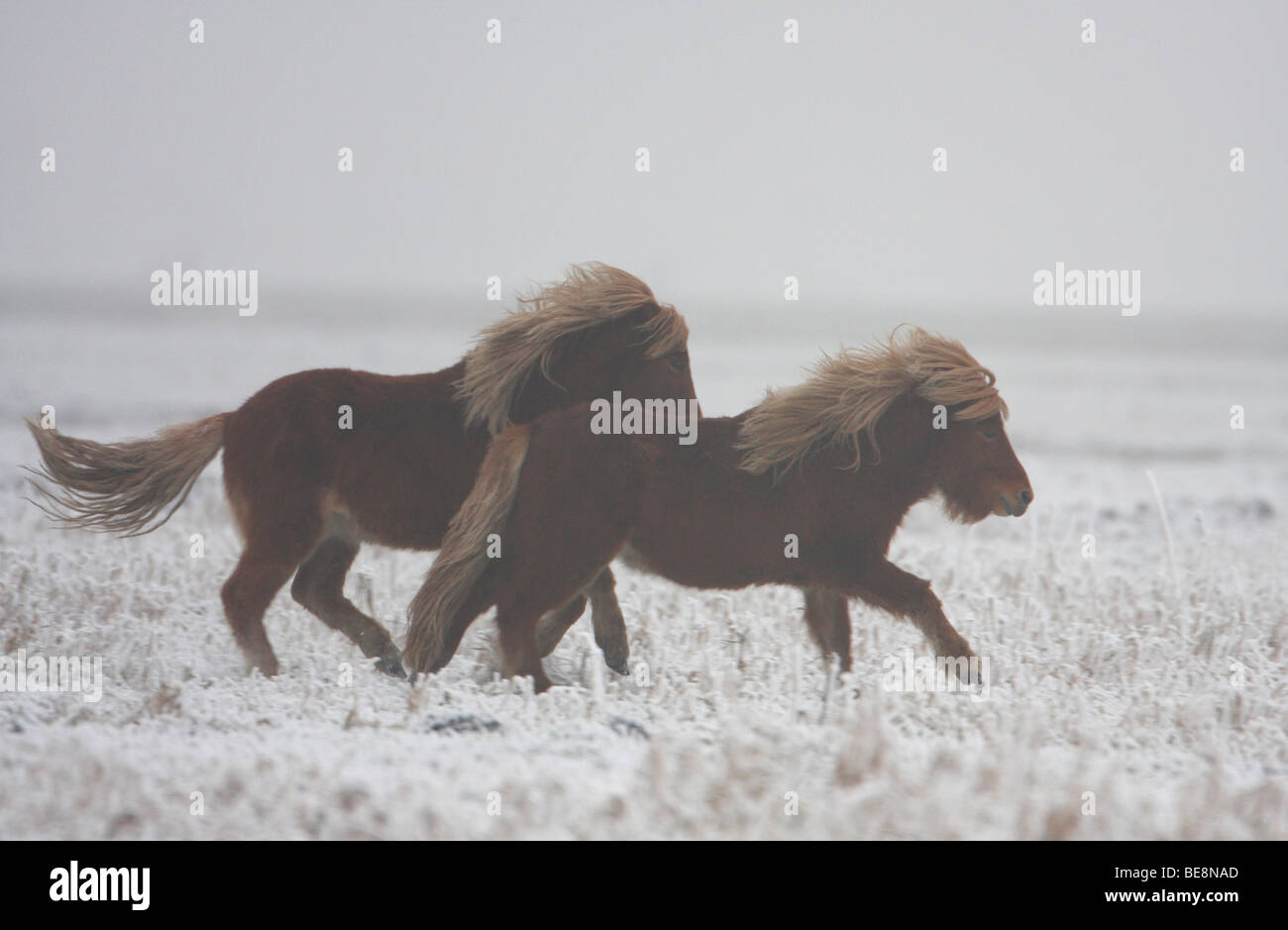 Spelende IJslandse paarden in een berijpt weiland; playing Icelandic horses in a meadow covered with hoar-frost Stock Photo