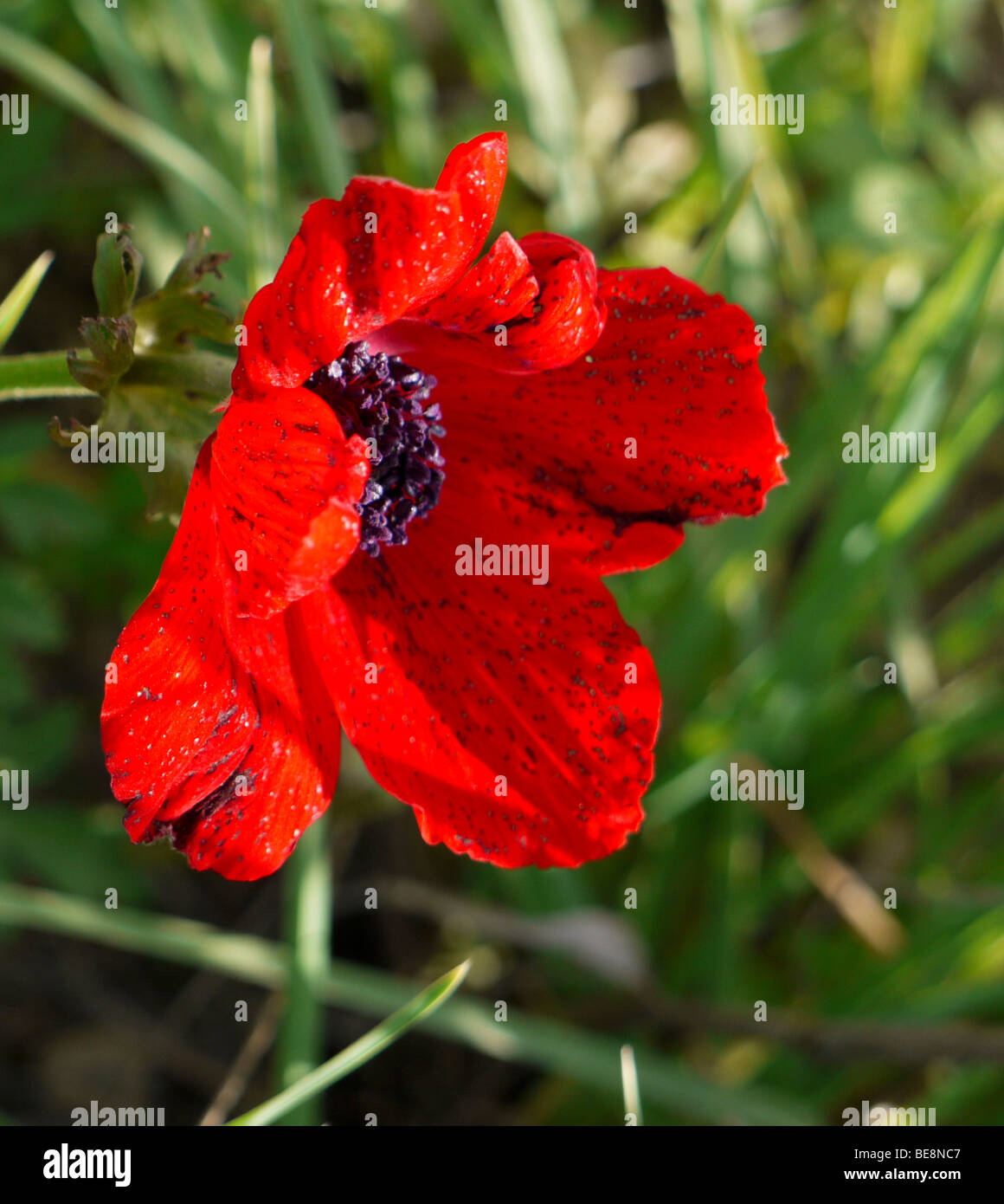 Israel, red poppy (Papaver umbonatum) open flower Stock Photo