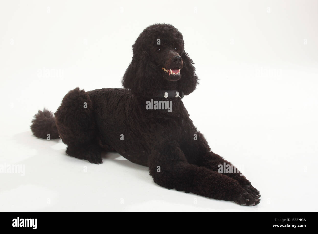 Standard Poodle, black Stock Photo