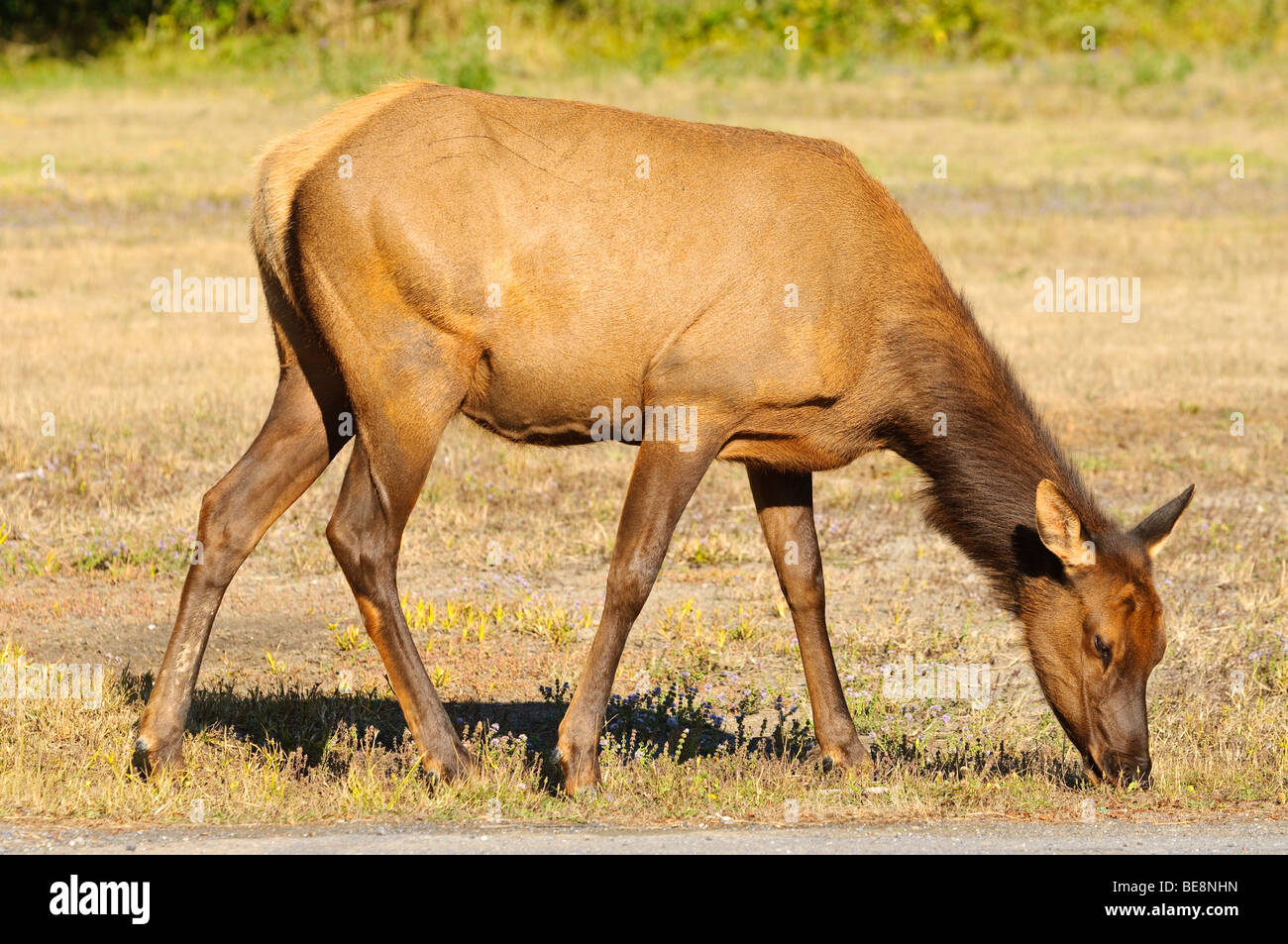 Female Roosevelt elk northern California Stock Photo