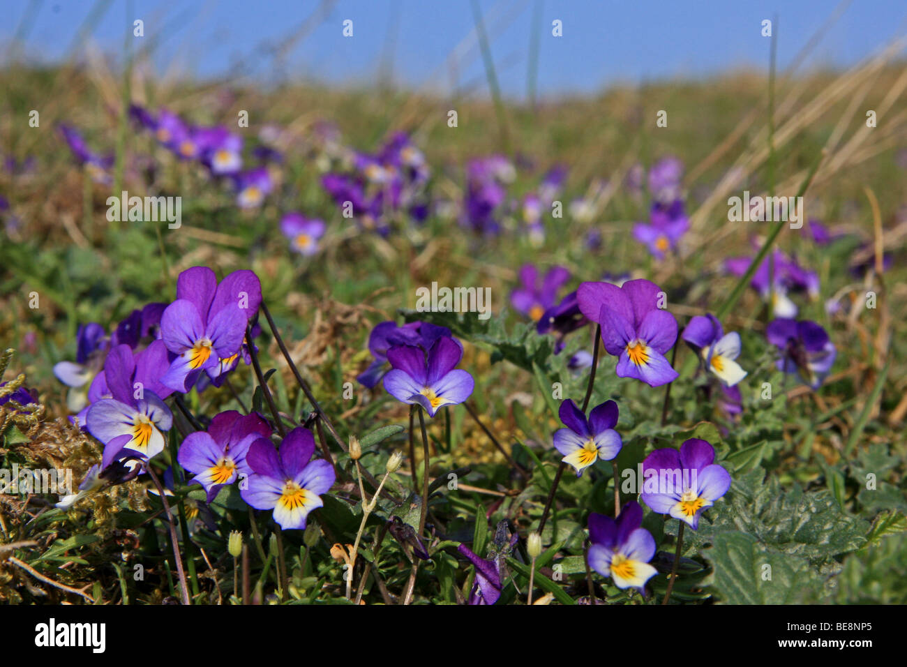 Seaside Pansy (Viola curtisii) in the dunes Stock Photo