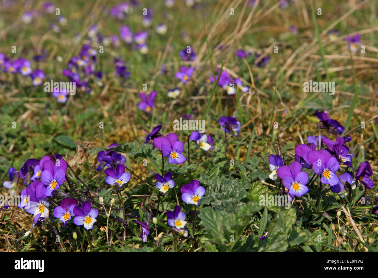 groep bloeiende exemplaren in duingrasland Stock Photo