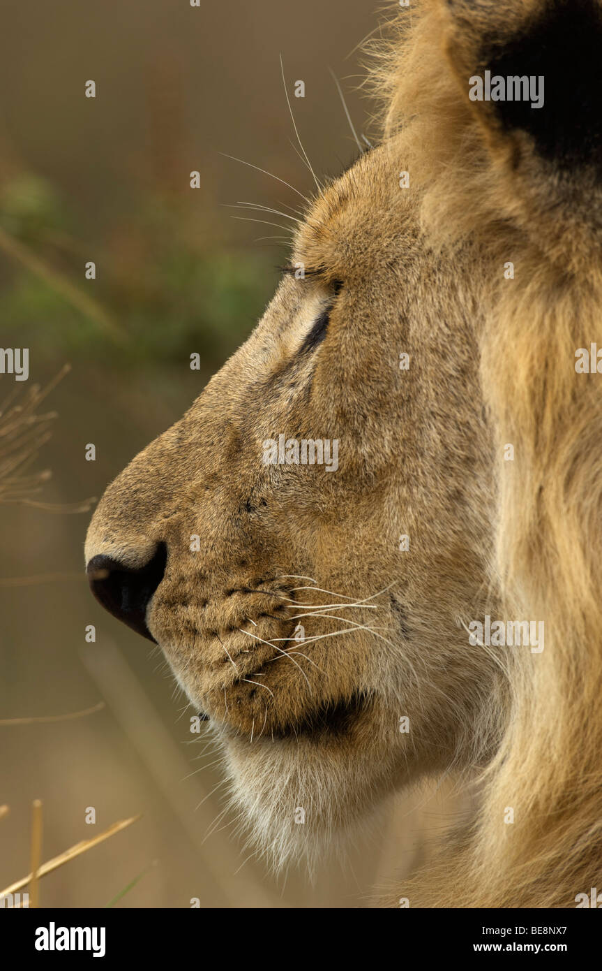 Young lion in profile hi-res stock photography and images - Alamy