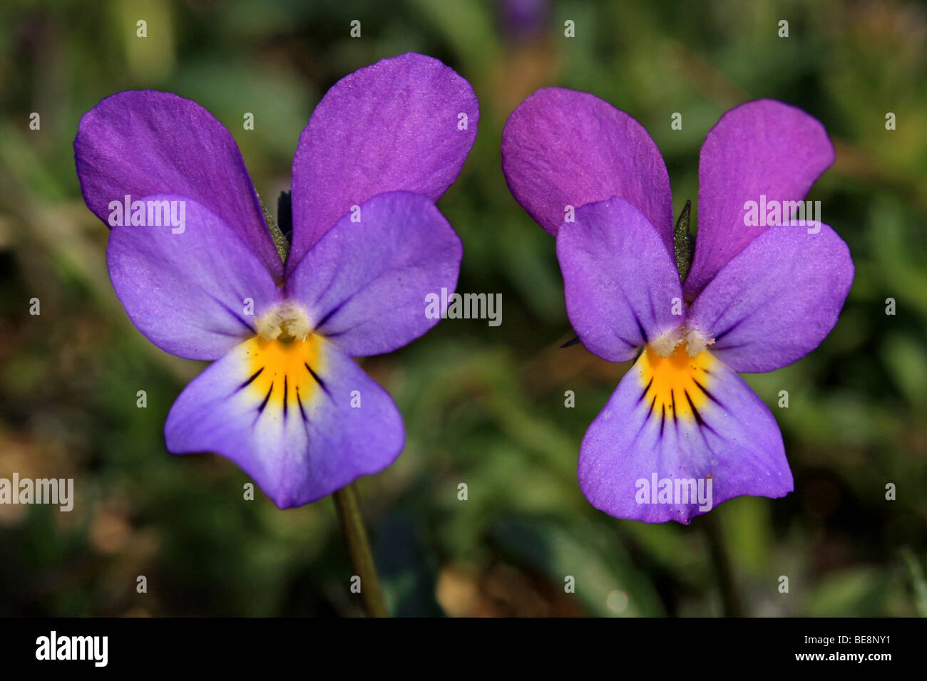 Two purple flowers of Viola curtisii, Seaside Pansy Stock Photo