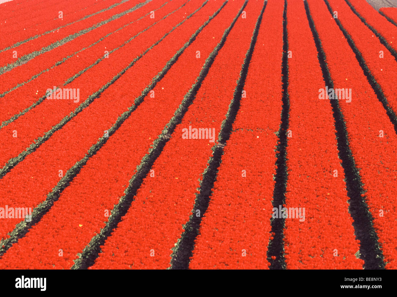 Tulpenveld (Tulipa sp.), Nederland Field of Tulips (Tulipa sp.), the Netherlands Stock Photo