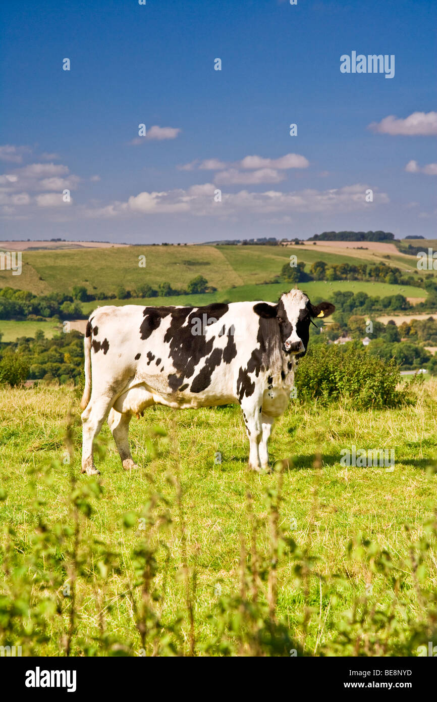 A black and white Holstein Friesian dairy cow standing in a field on a sunny day in the Marlborough Downs in Wiltshire Stock Photo
