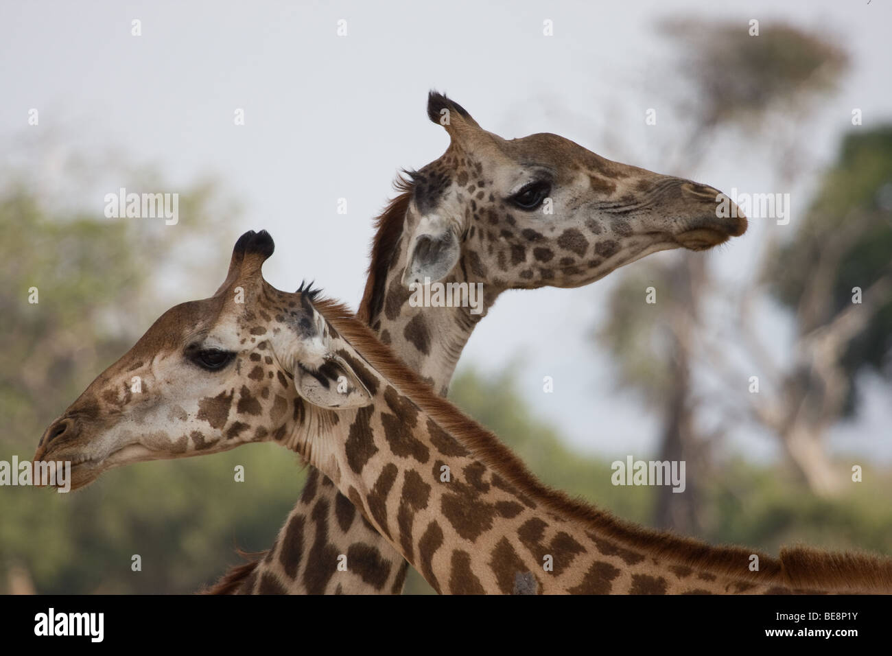 2 Giraffes with their necks crossed posing looking around Stock Photo