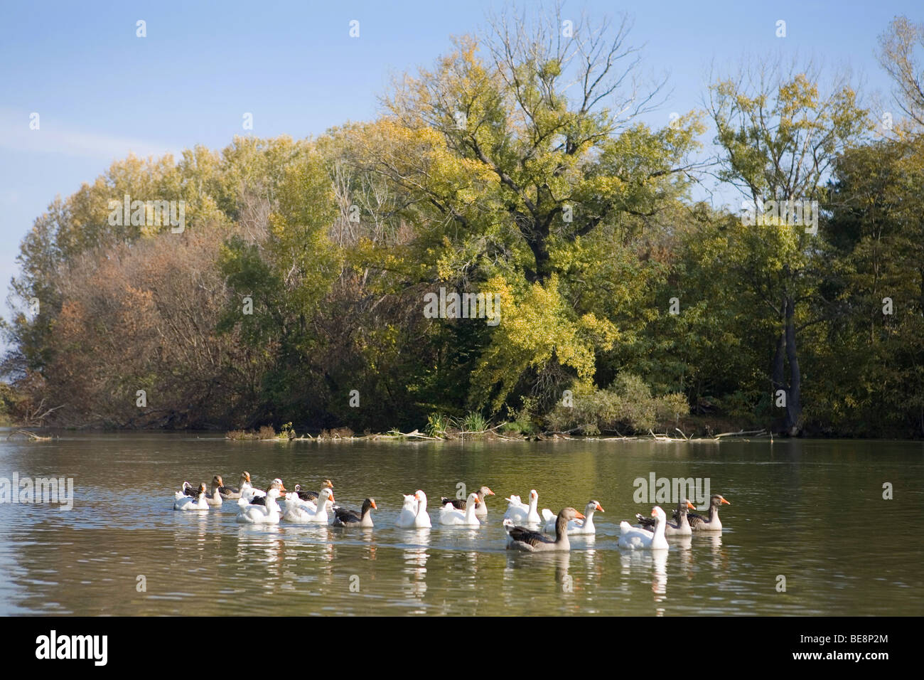Geese on river Maly Dunaj. Slovakia. Stock Photo