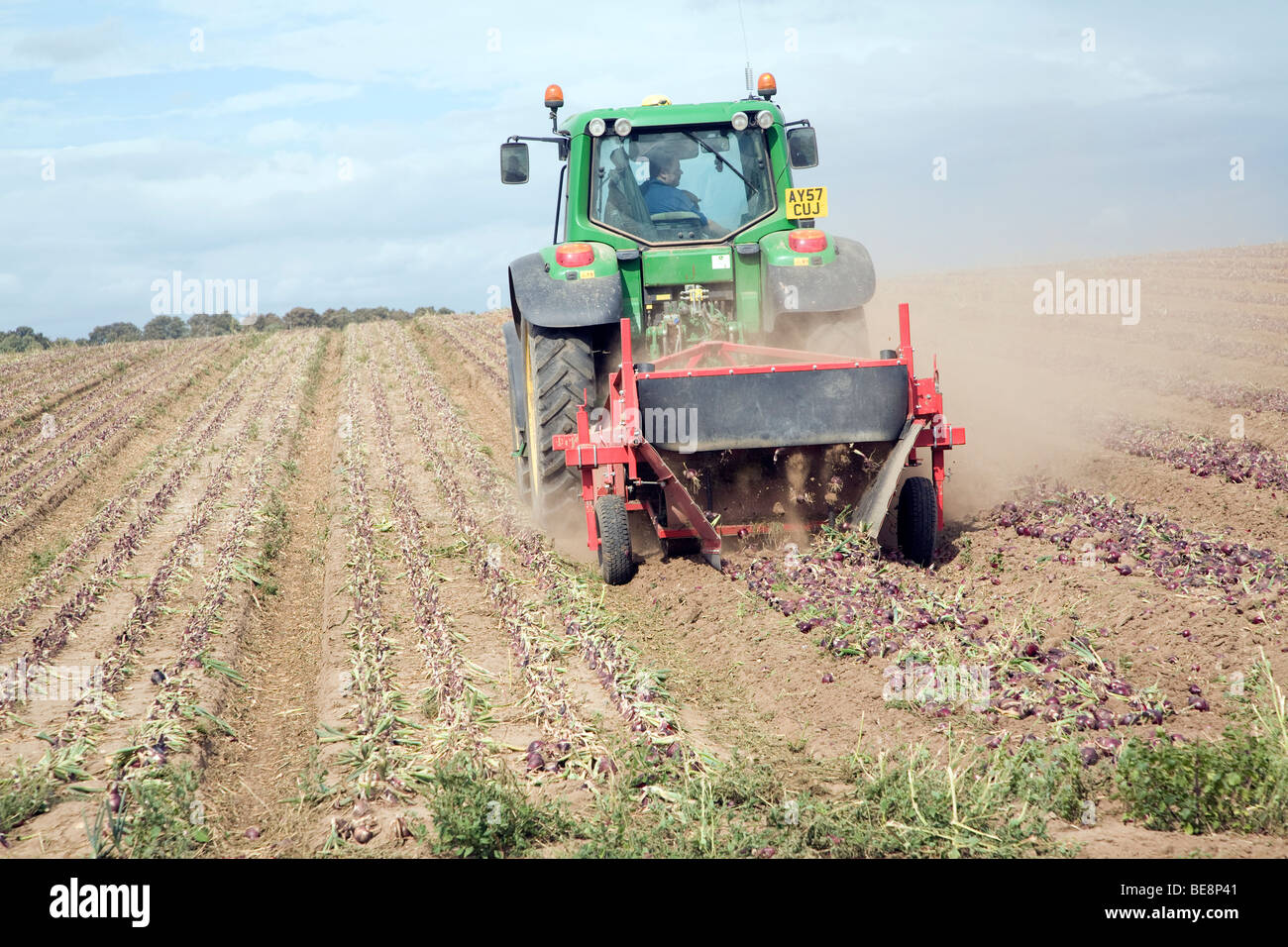 Tractor harvesting onions hi-res stock photography and images - Alamy