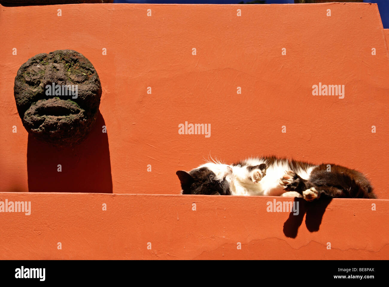 Sleeping cat at the Museo Frida Kahlo, also known as the Casa Azul, or Blue house, Coyoacan, Mexico City Stock Photo
